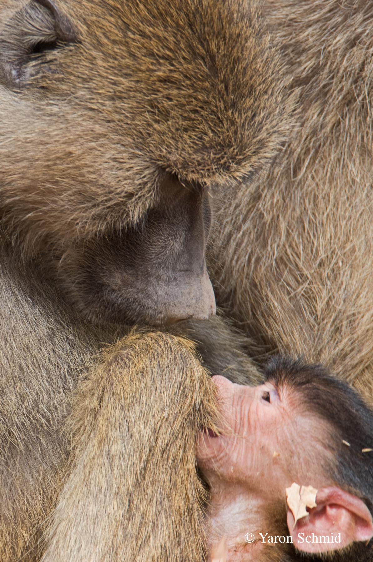 In My Mother's Arms