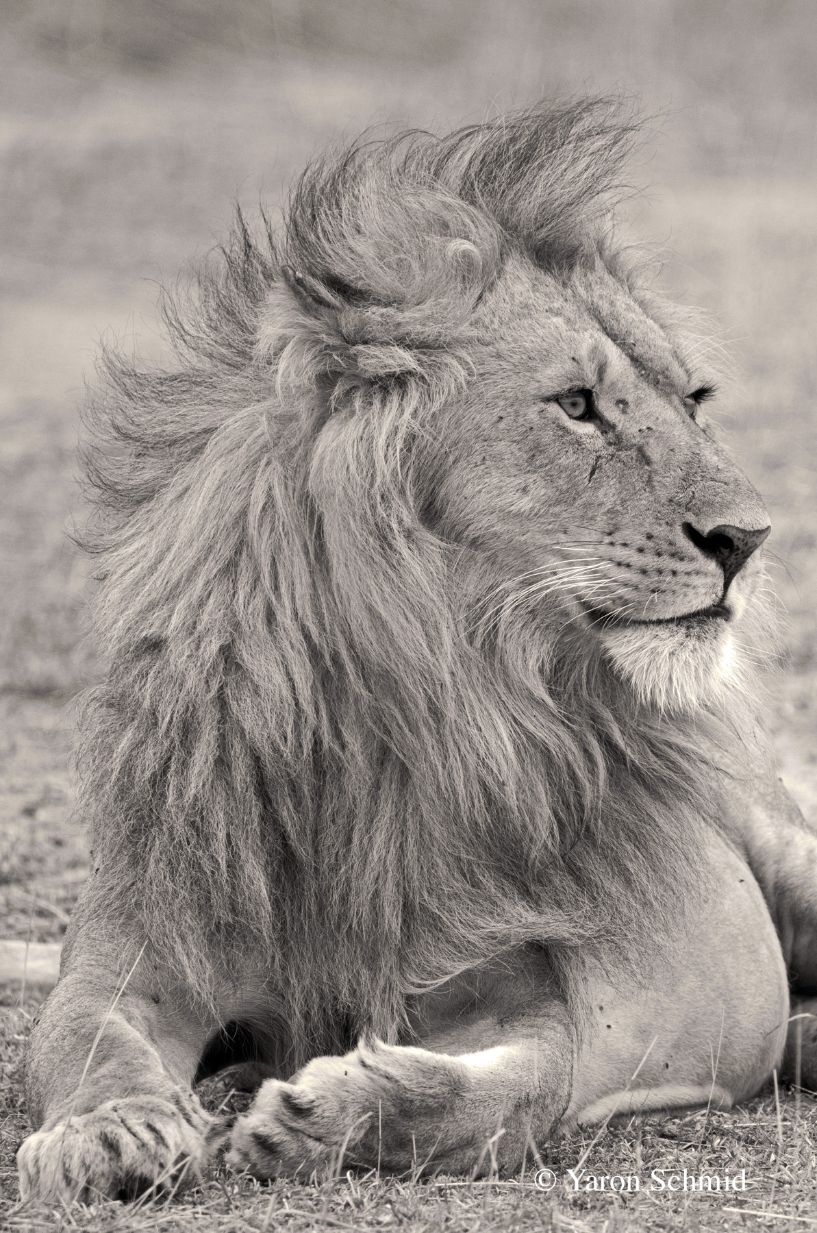 Mane Attraction