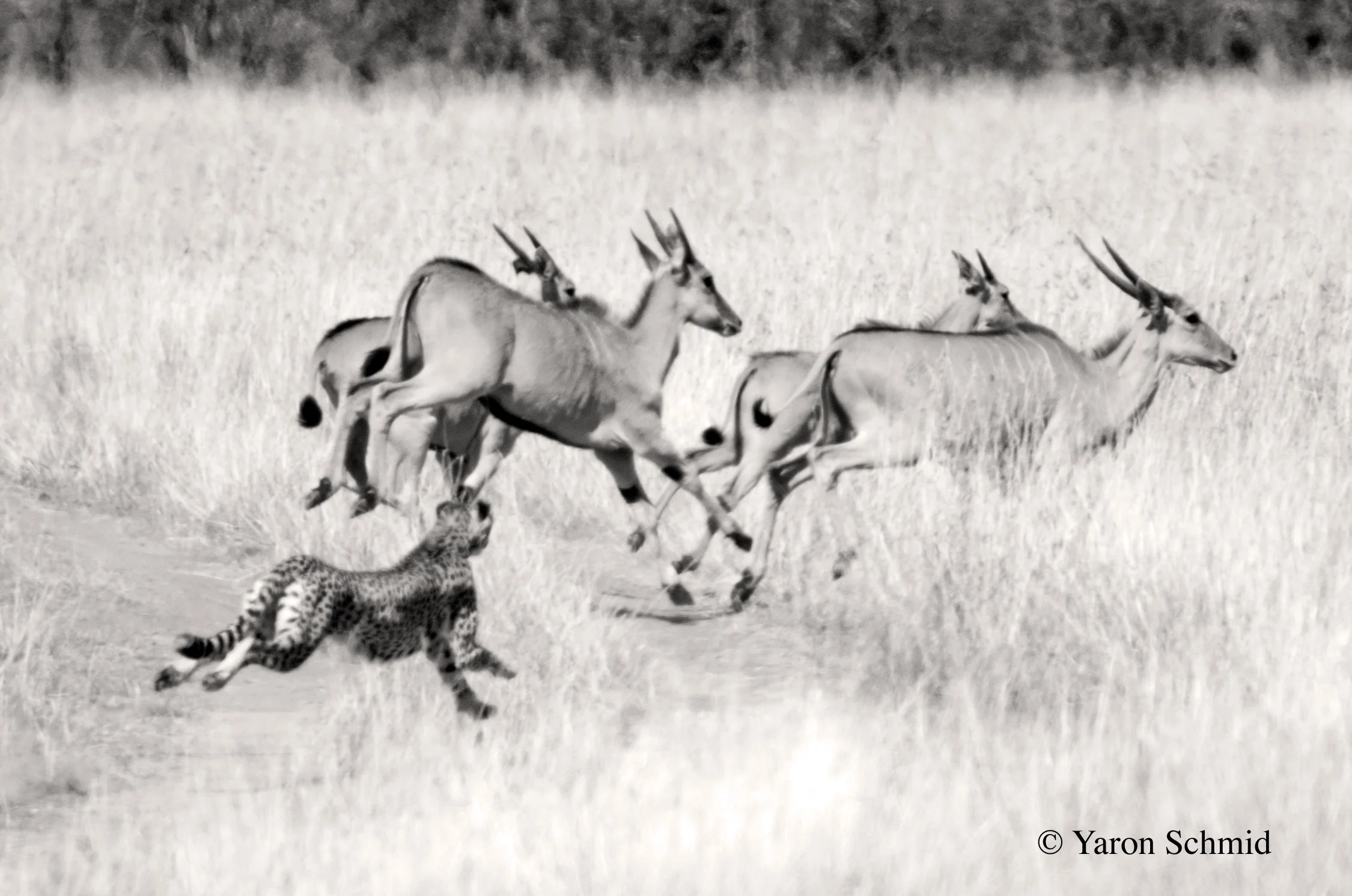 The Chase