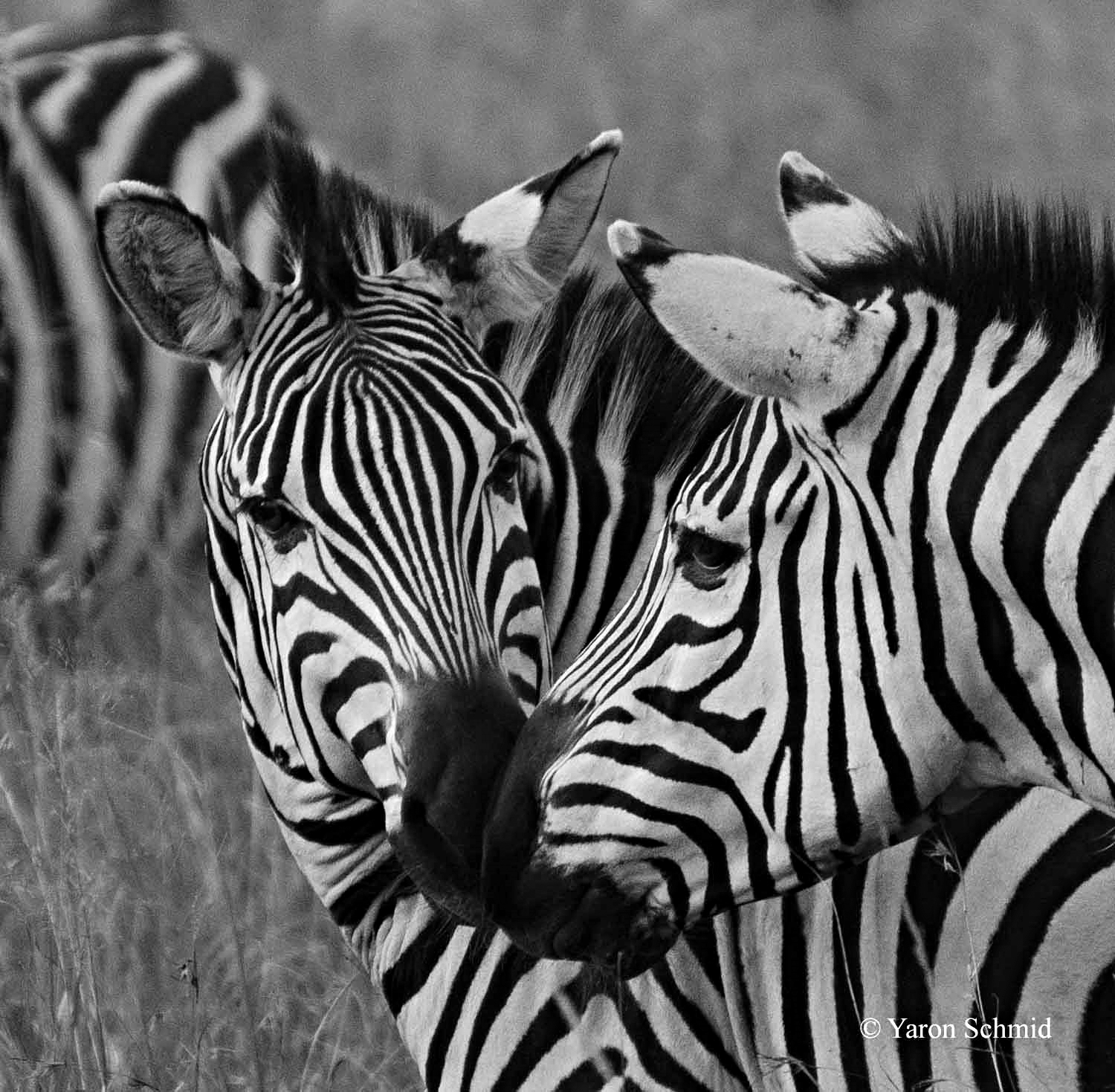 Striped Kiss