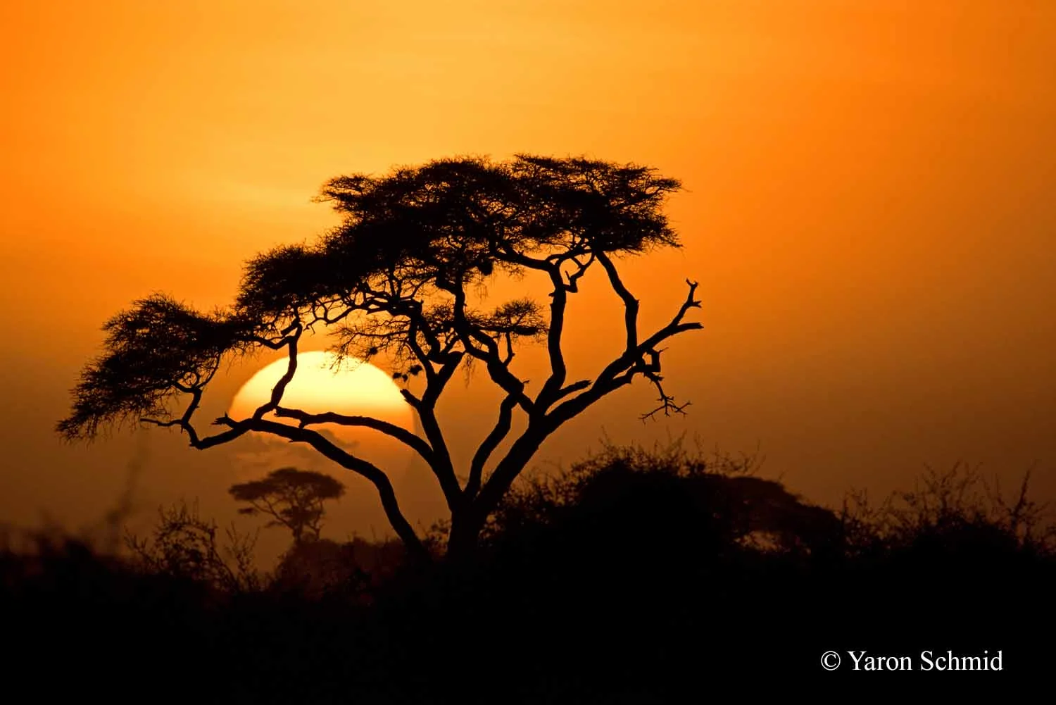 Sunset through Acacia