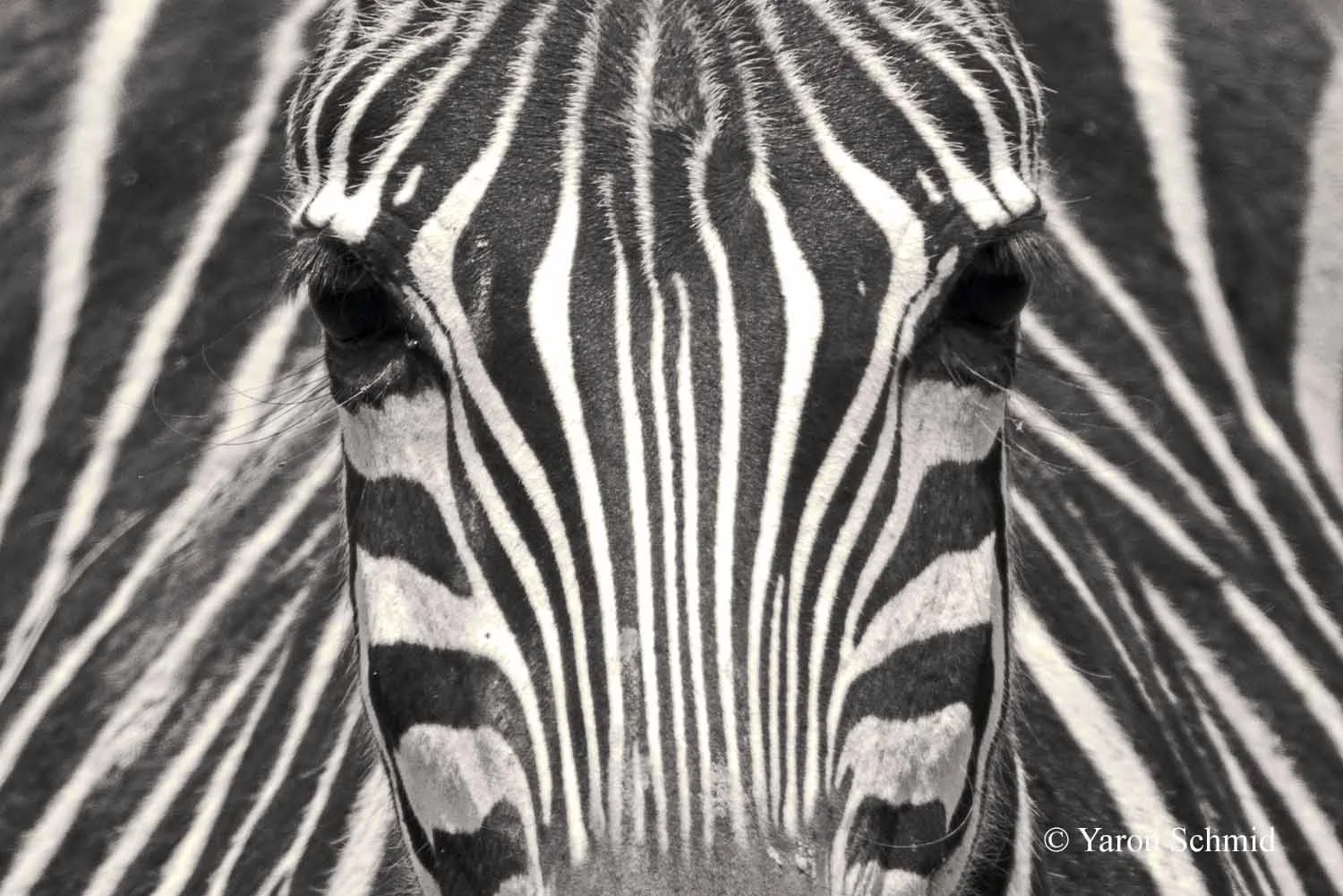 Zebra Mask