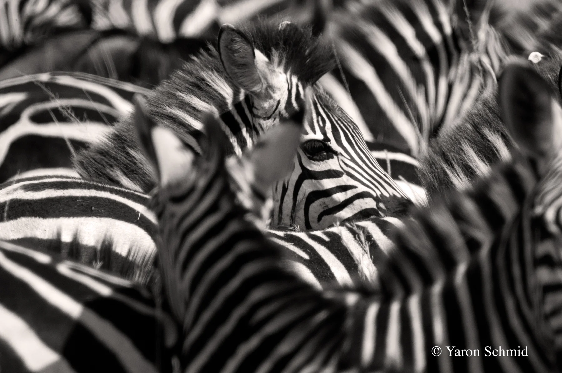 Eye of the Zebra