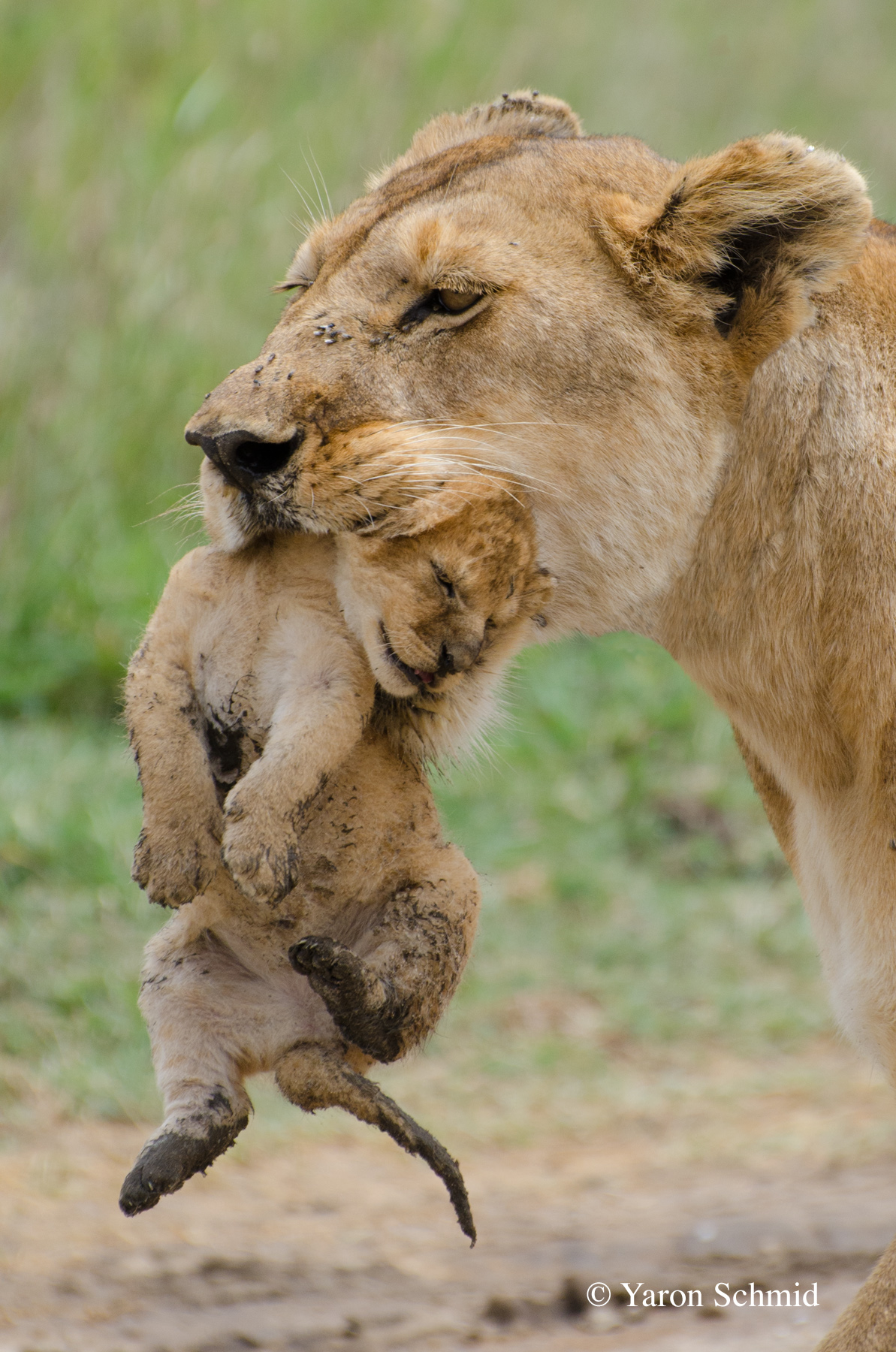 Mouthful