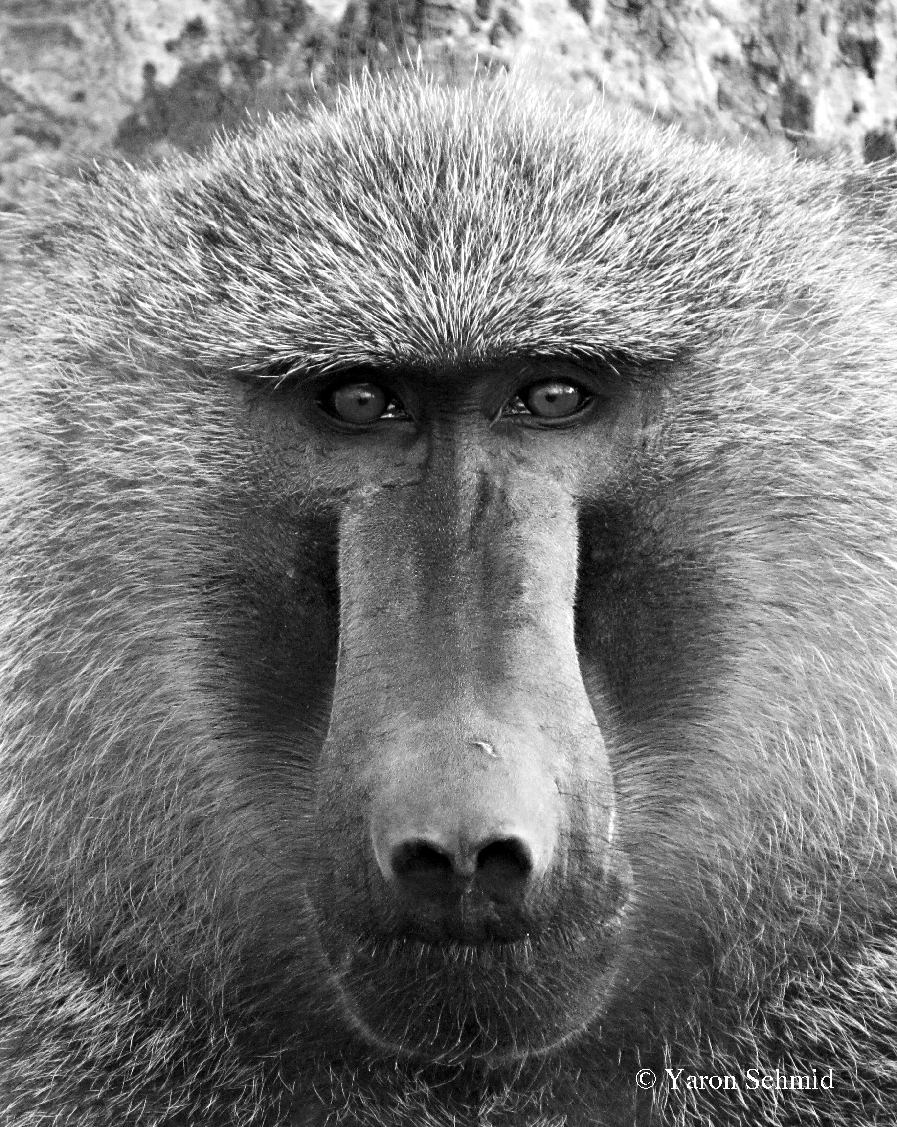 Portrait of a Baboon