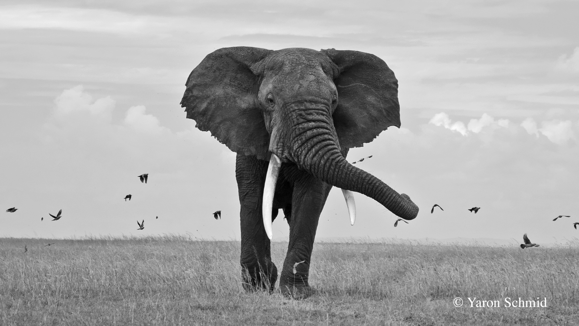 Elephant walk.
