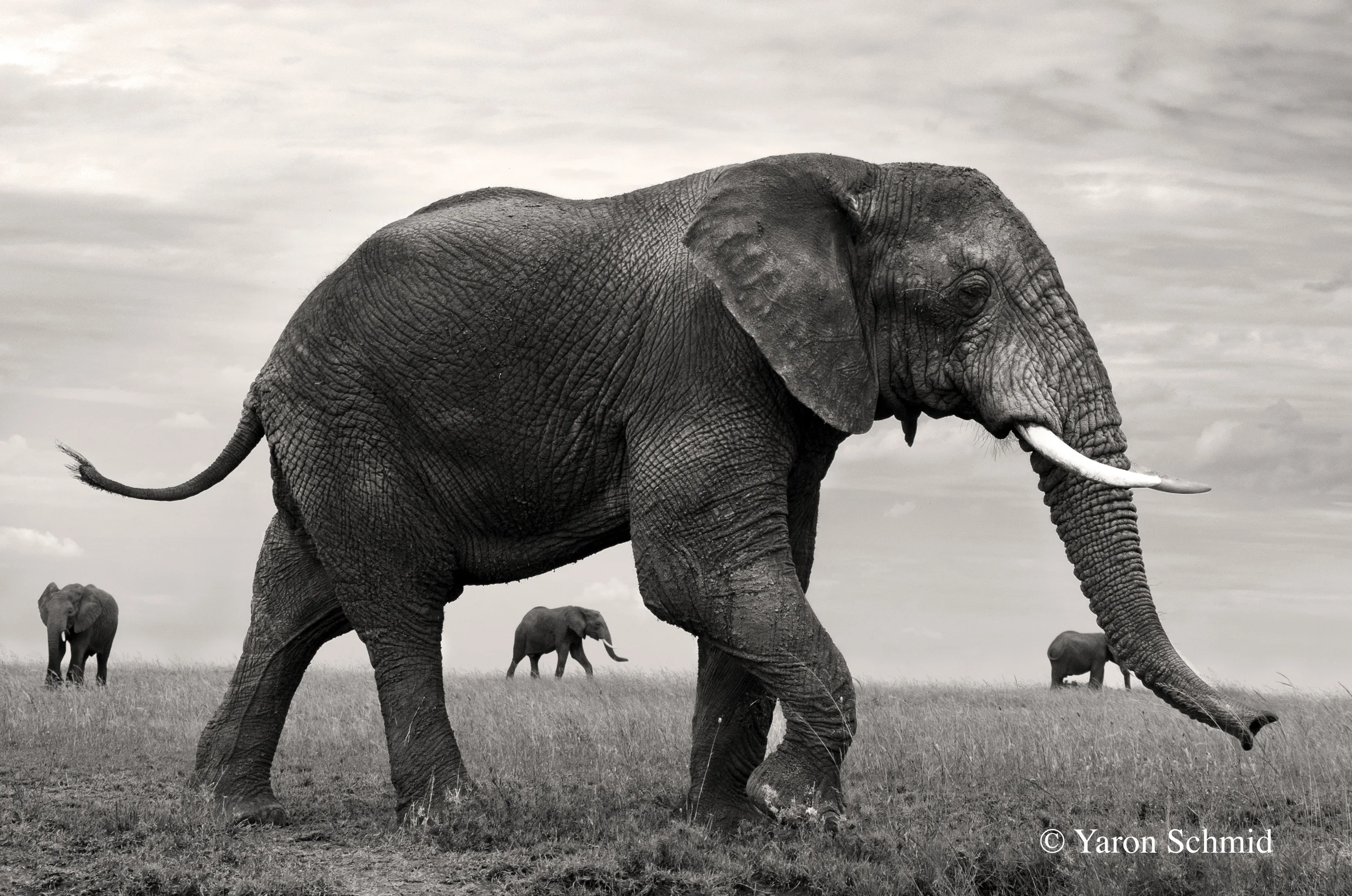 "Near and Far" photographed in Serengeti, Tanzania 2014