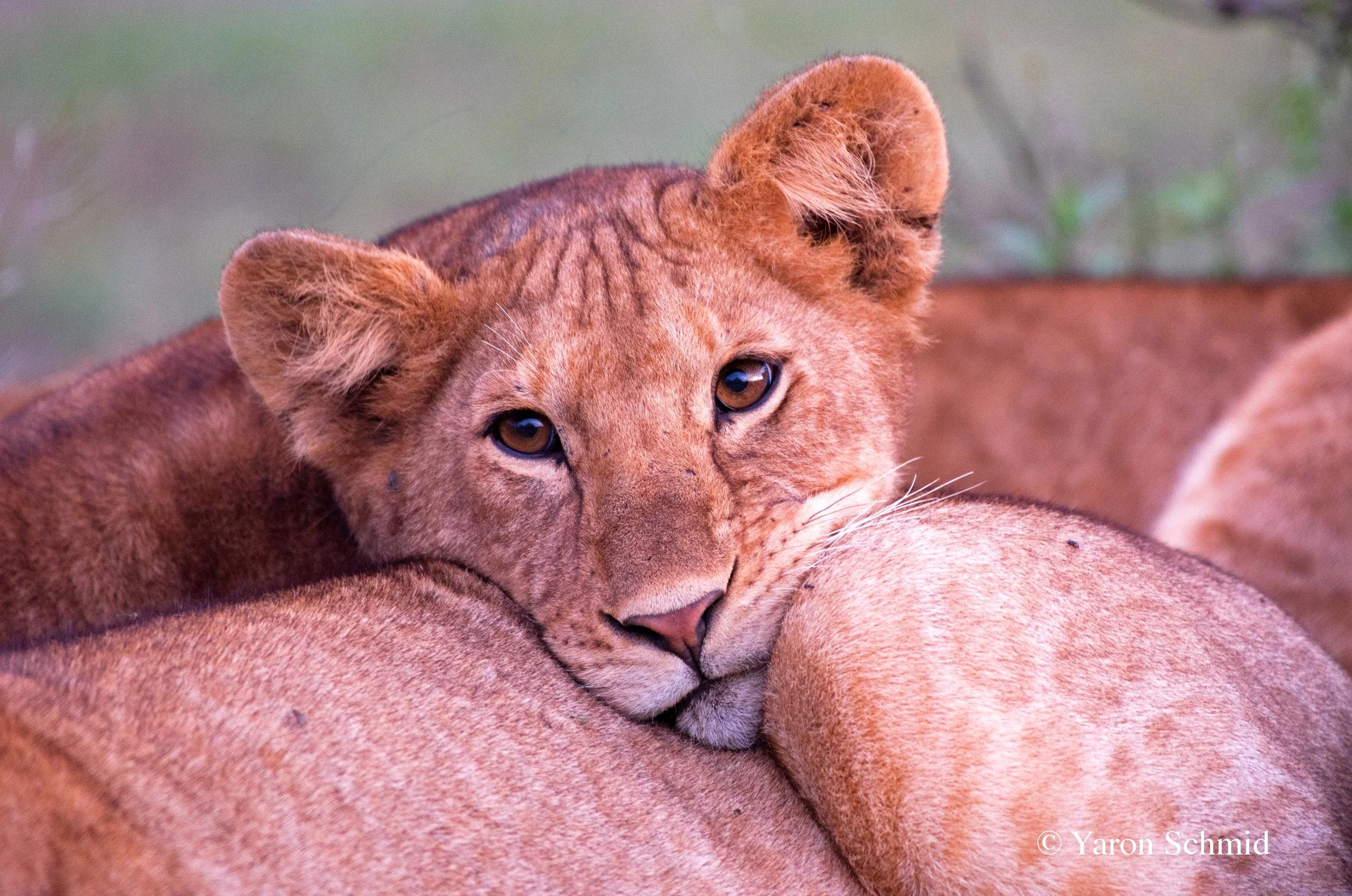"Ever Hopeful" photographed in Serengeti, Tanzania 2016