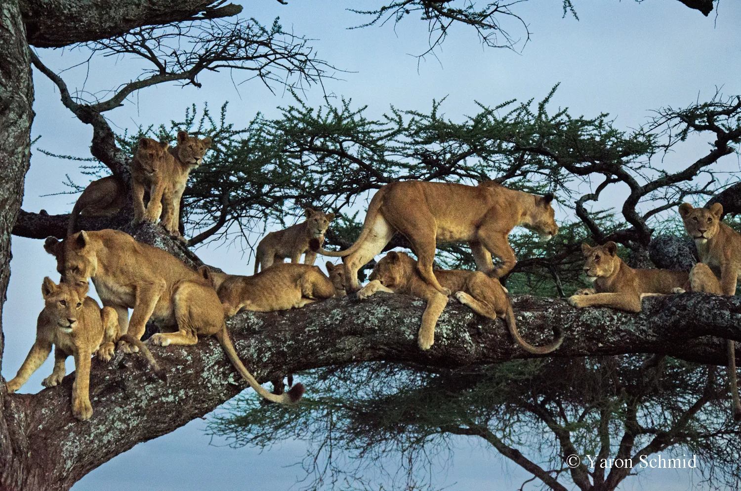 The Hungry Pride