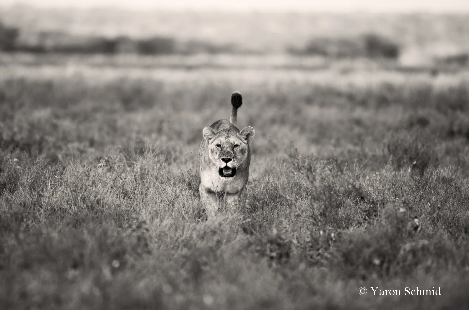 On the Prowl