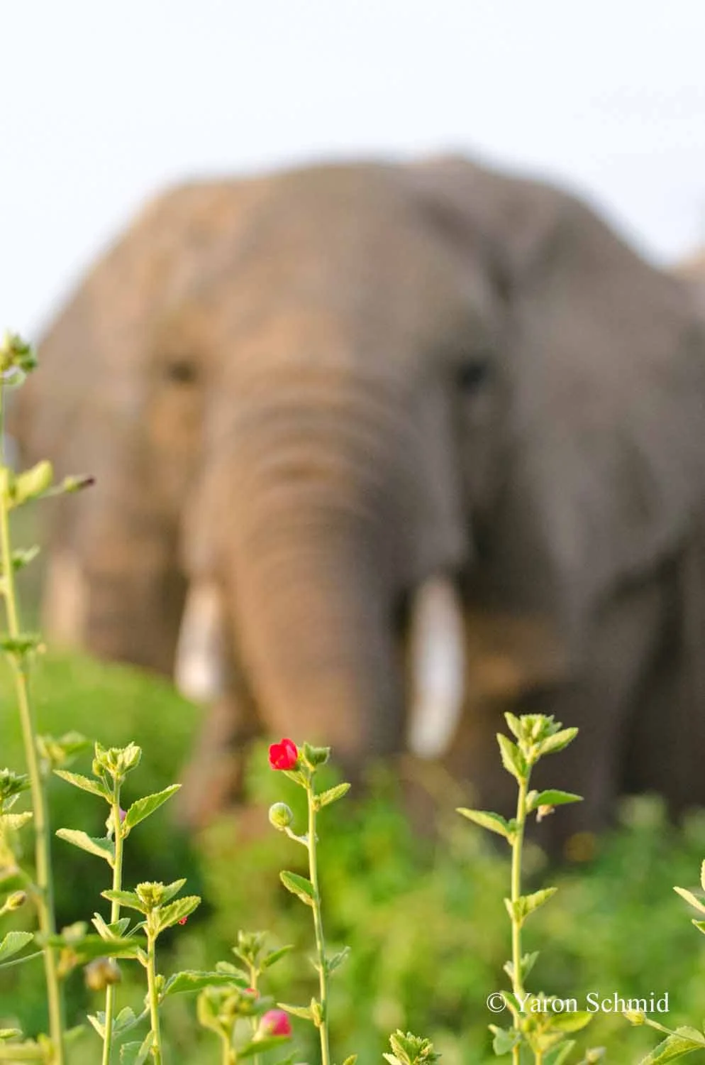 Horton's Flower