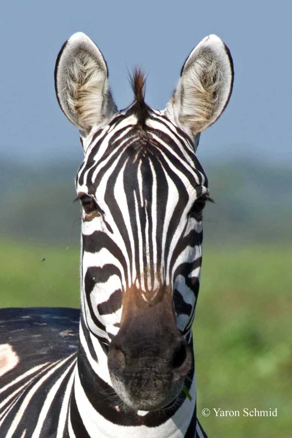 Zebra Headshot