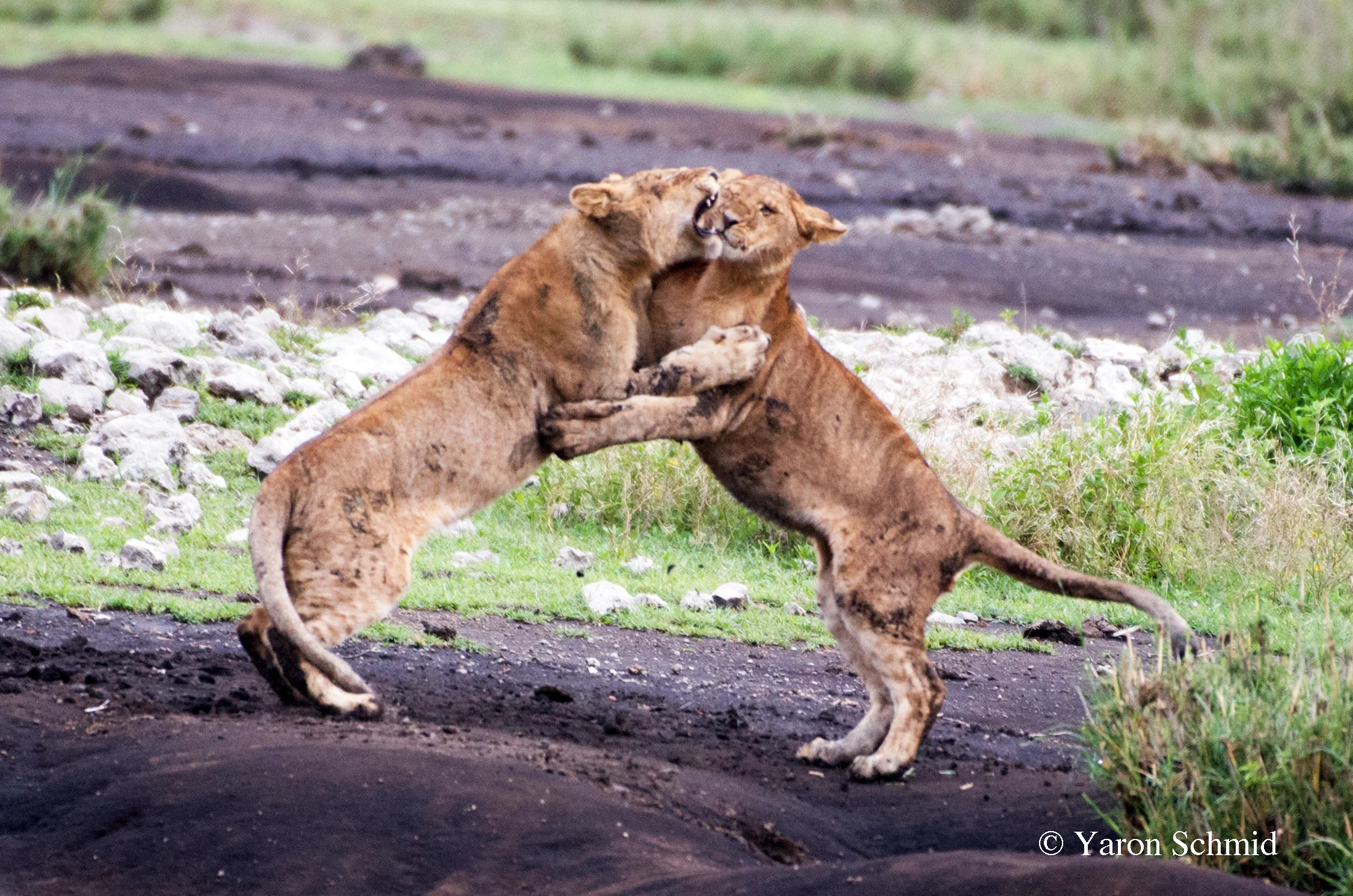 Dancing with Lions (Not really…)