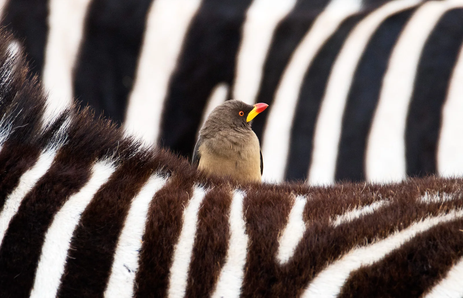 The Zebra and the Oxpecker