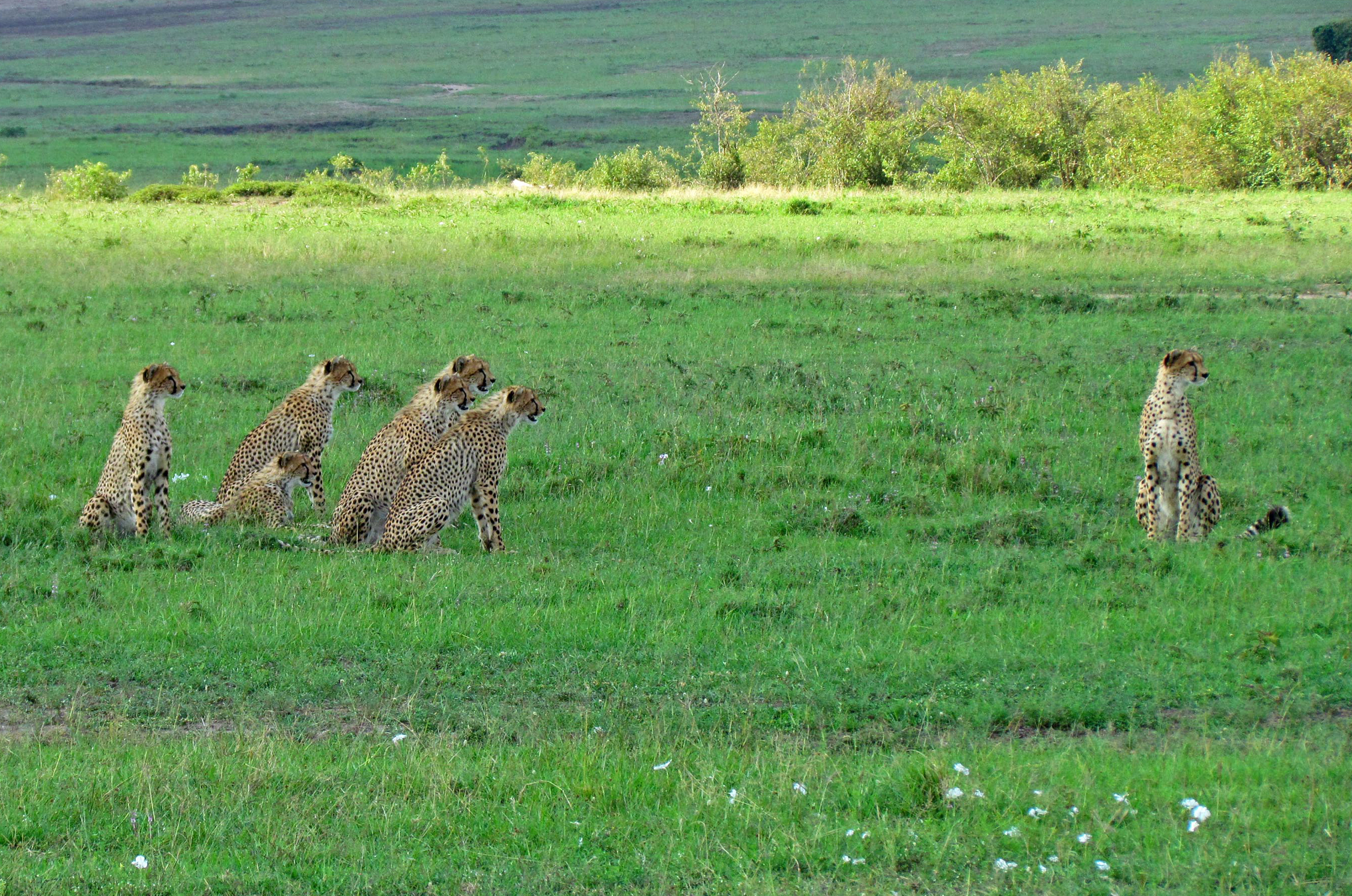 MASAI MARA NATIONAL RESERVE, KENYA