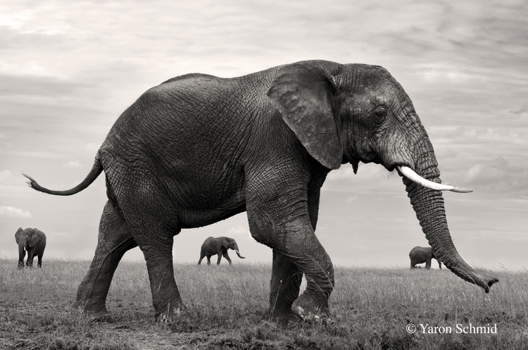 Near and Far - Serengeti, Tanzania