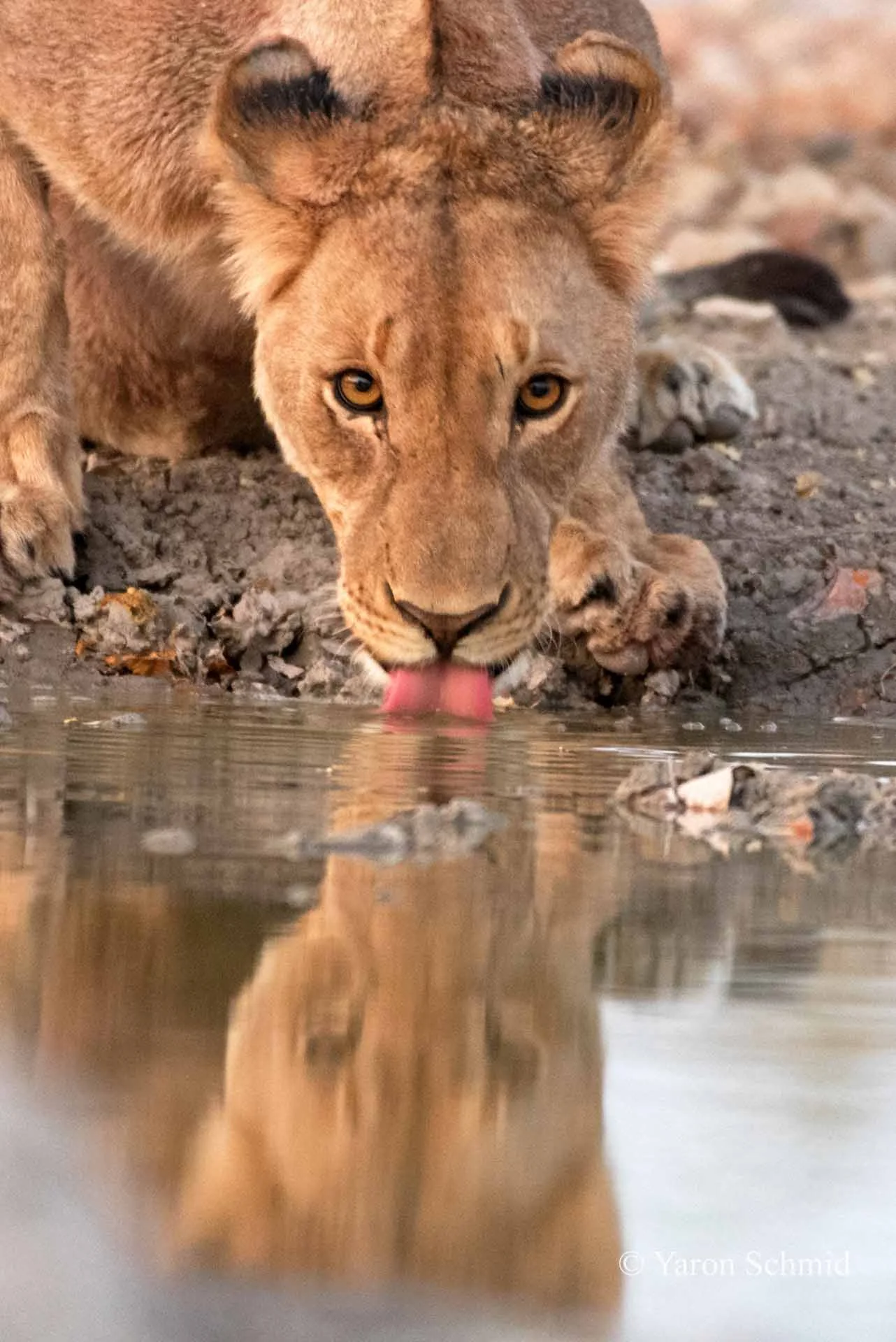 Thirsty Lion