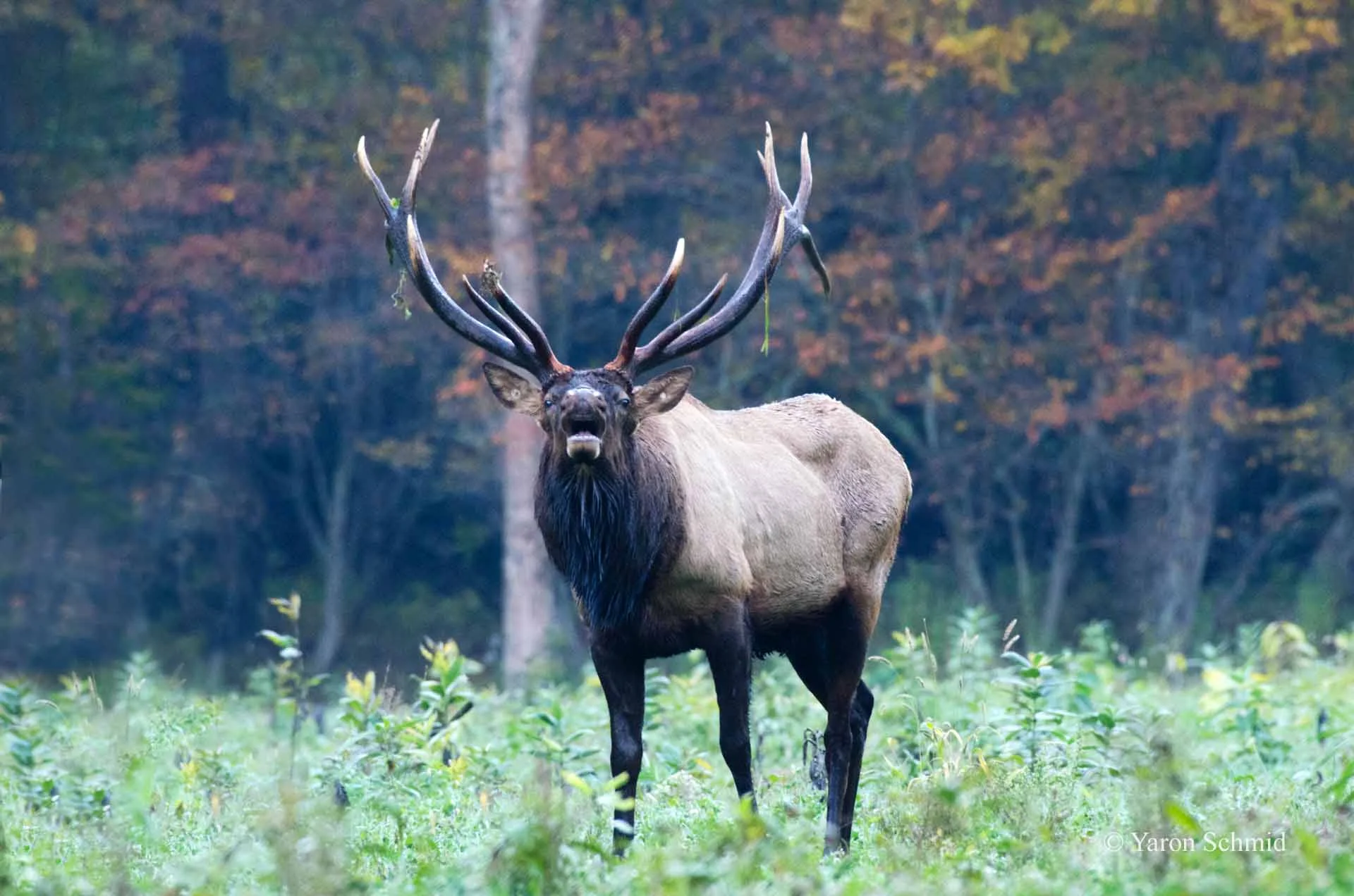 Rutting Season