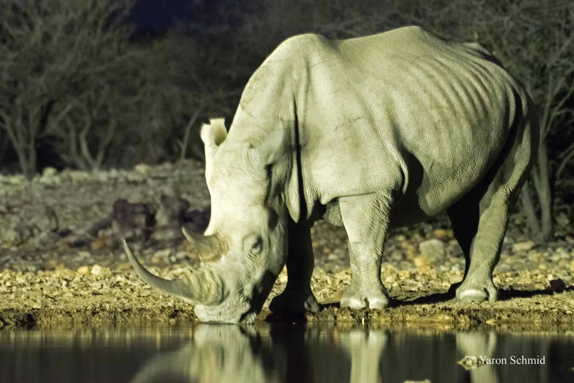Rhino in the Night