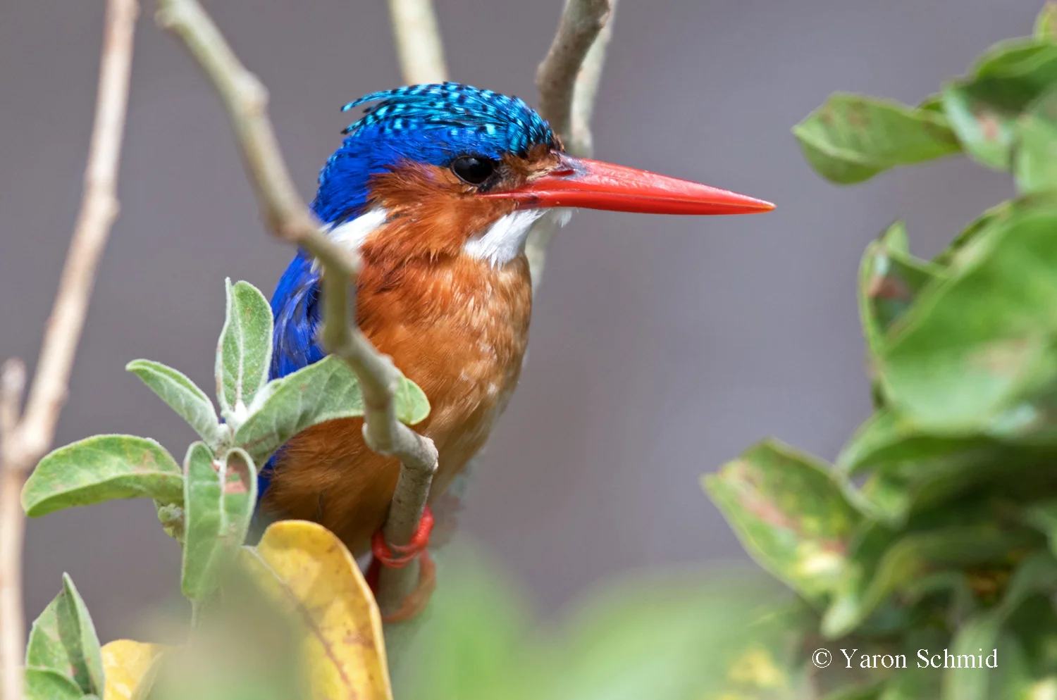 Malechite King Fisher