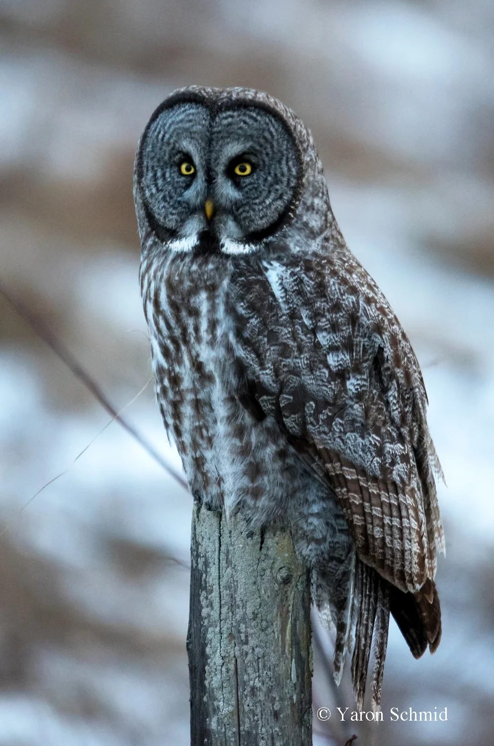 Great Grey