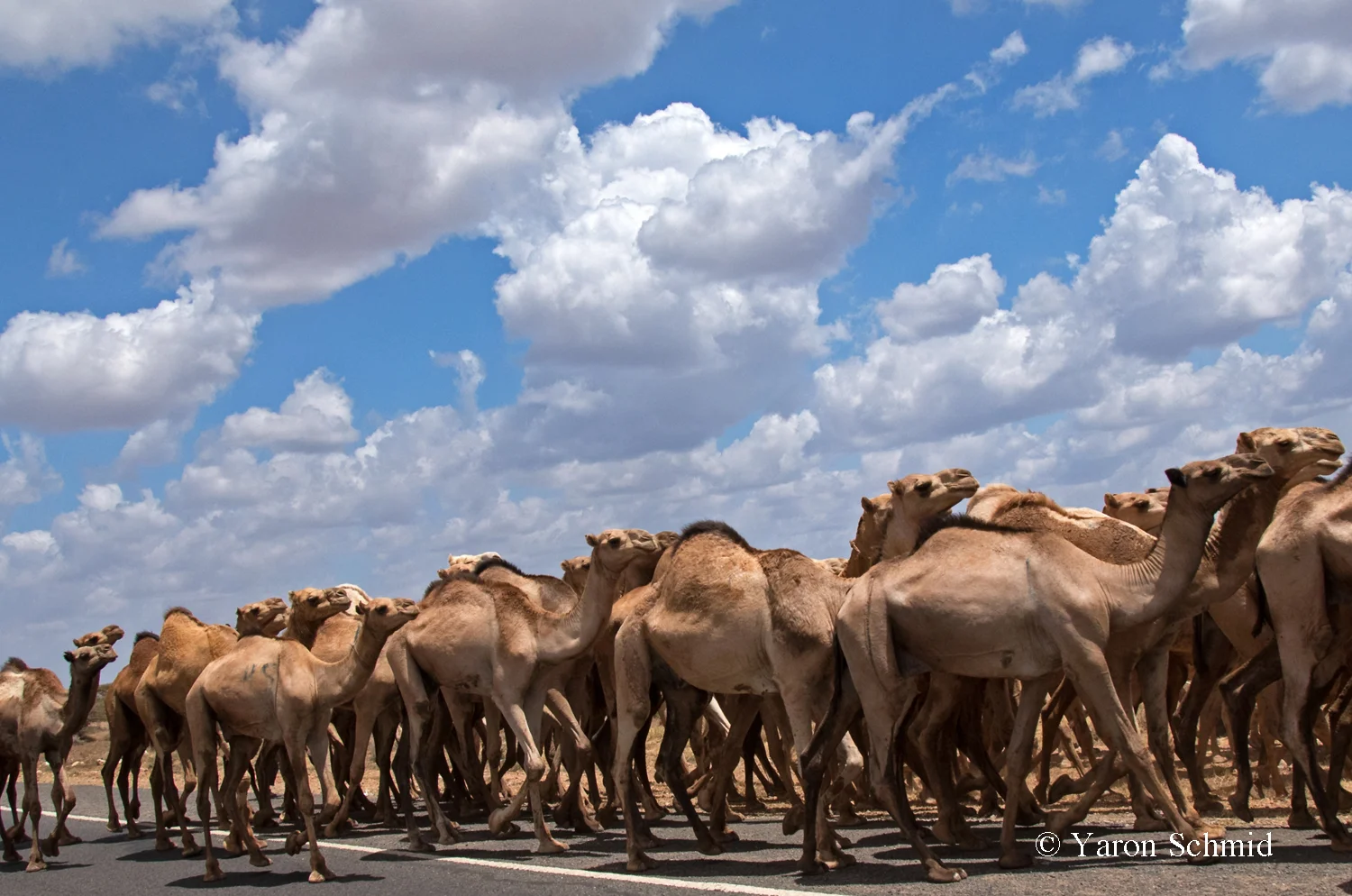 Camel Caravan