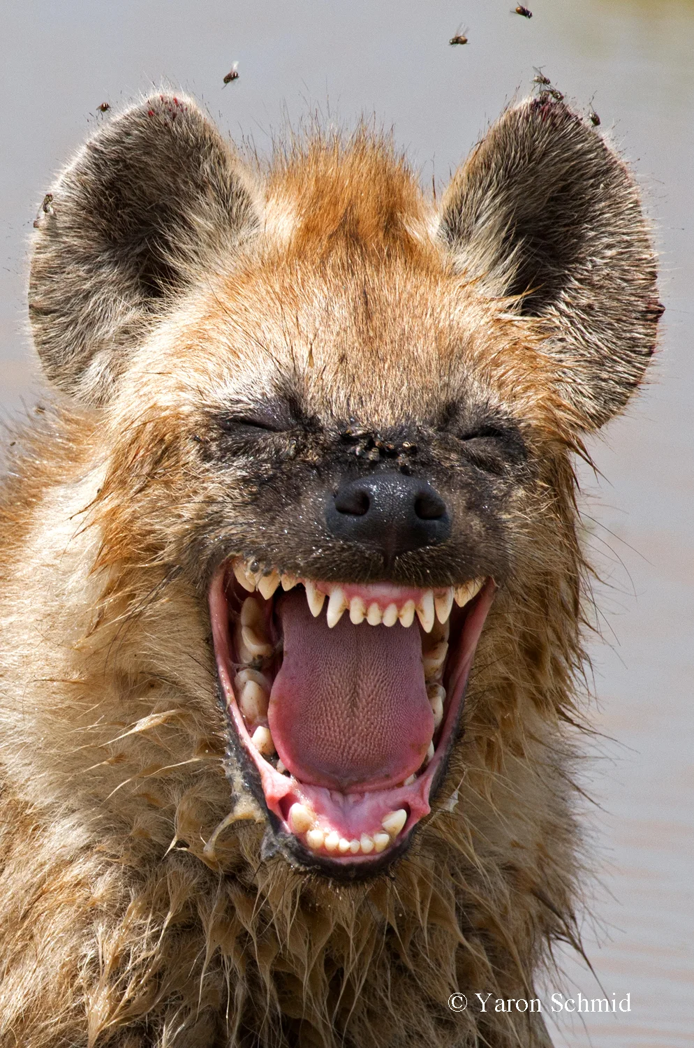 Laughing Hyena