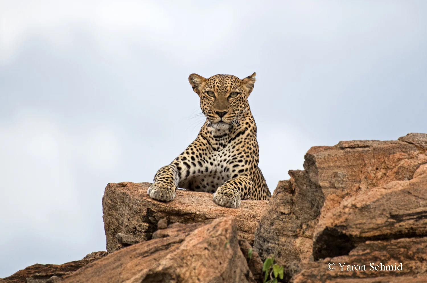 Queen of the Rocks