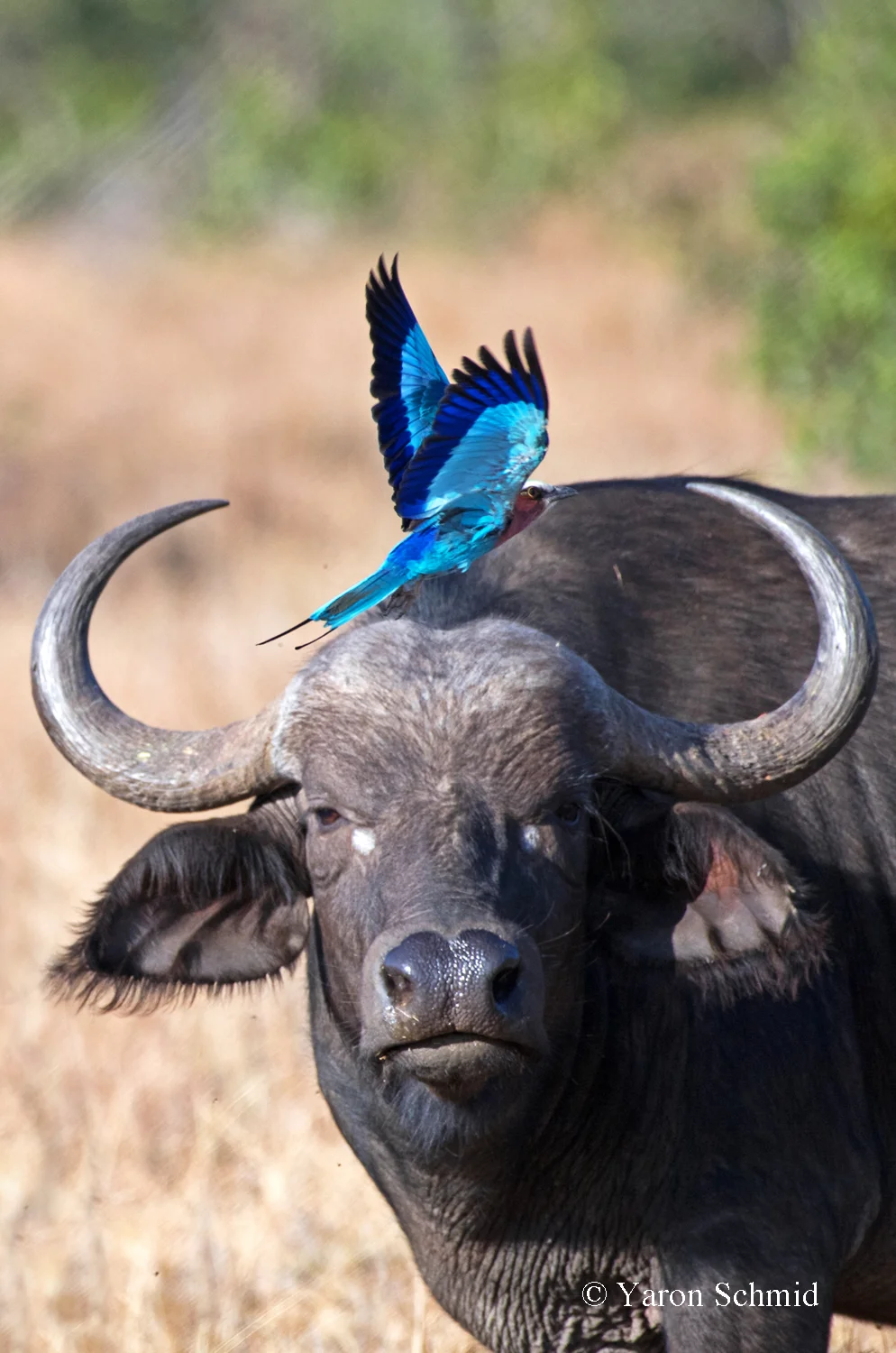 The Buffalo and the Roller