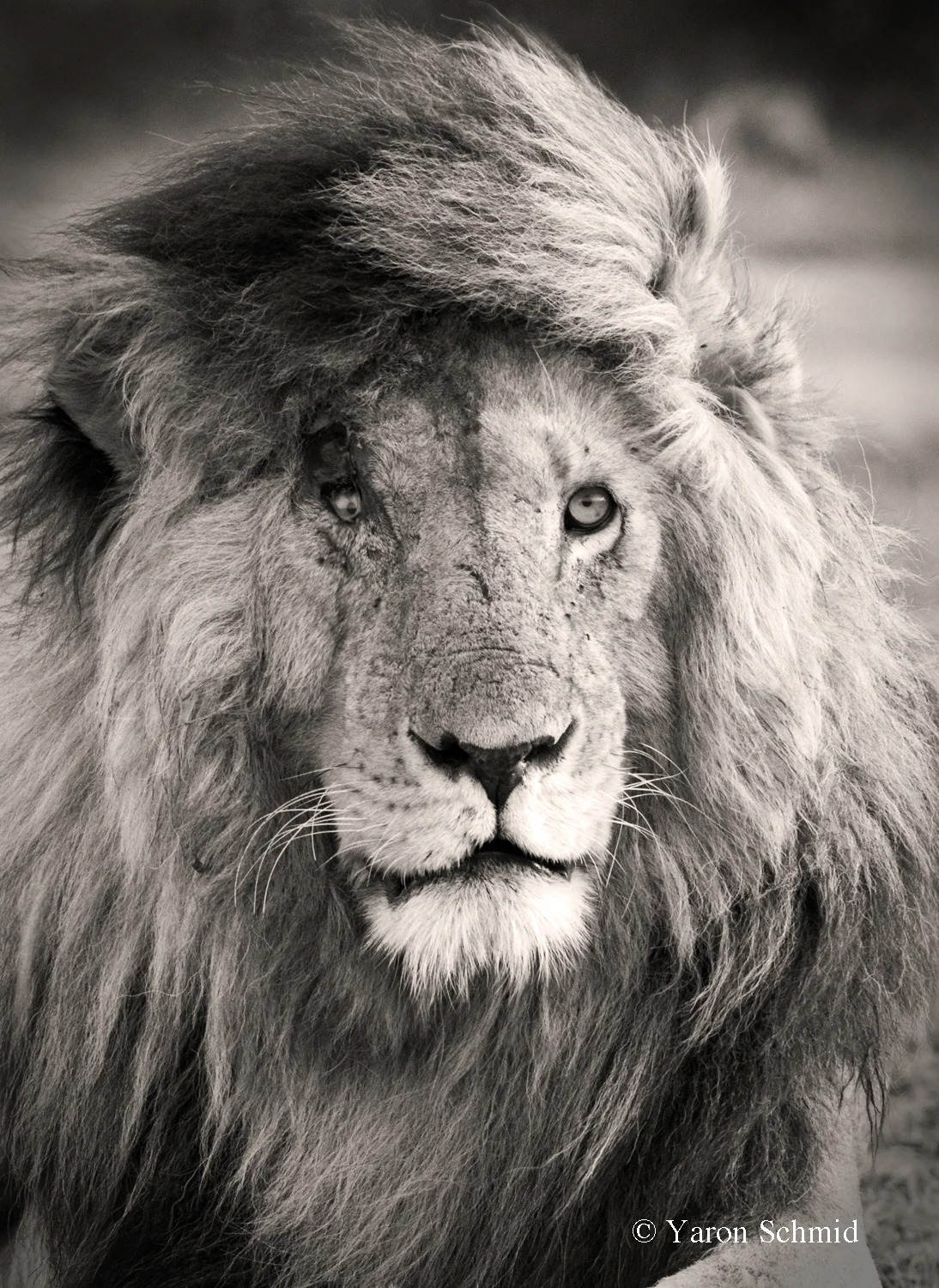 Scar