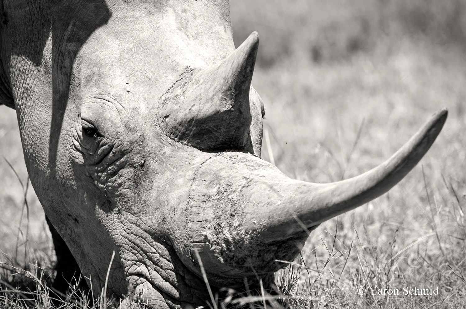 OL PEJETA CONSERVANCY