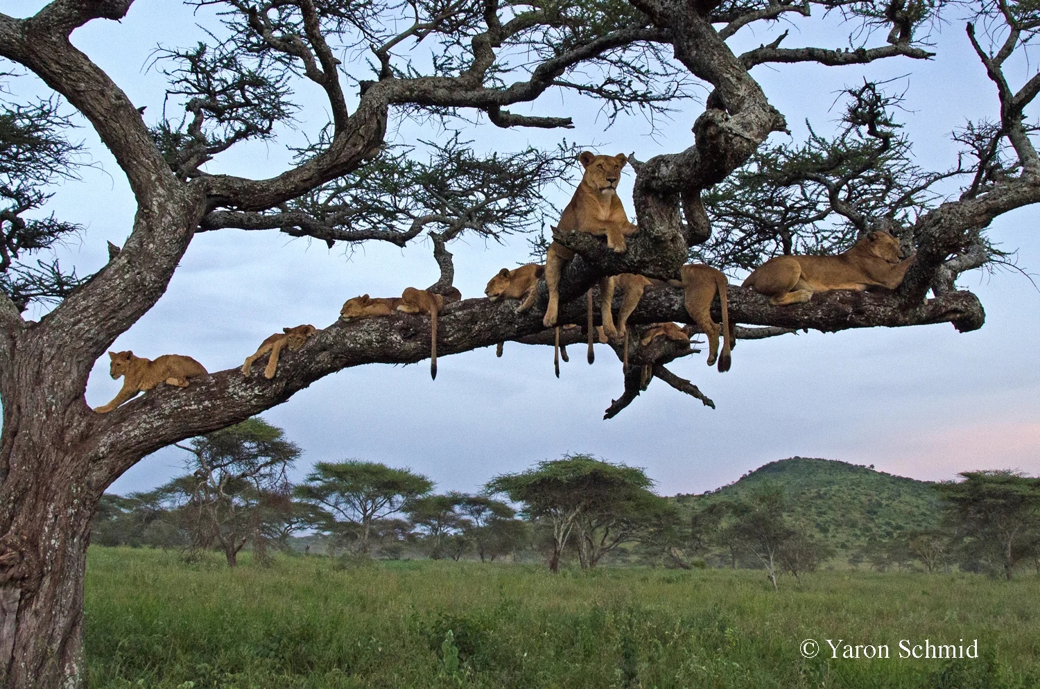 SERENGETI NATIONAL PARK