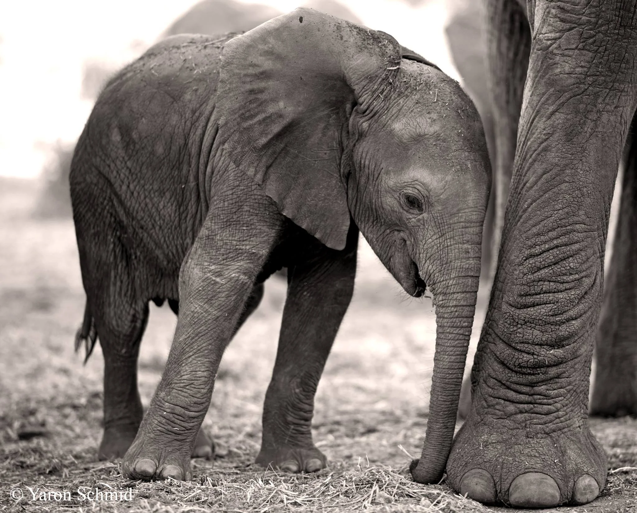 TSAVO / ITHUMBA (WIVA AND WENDI)