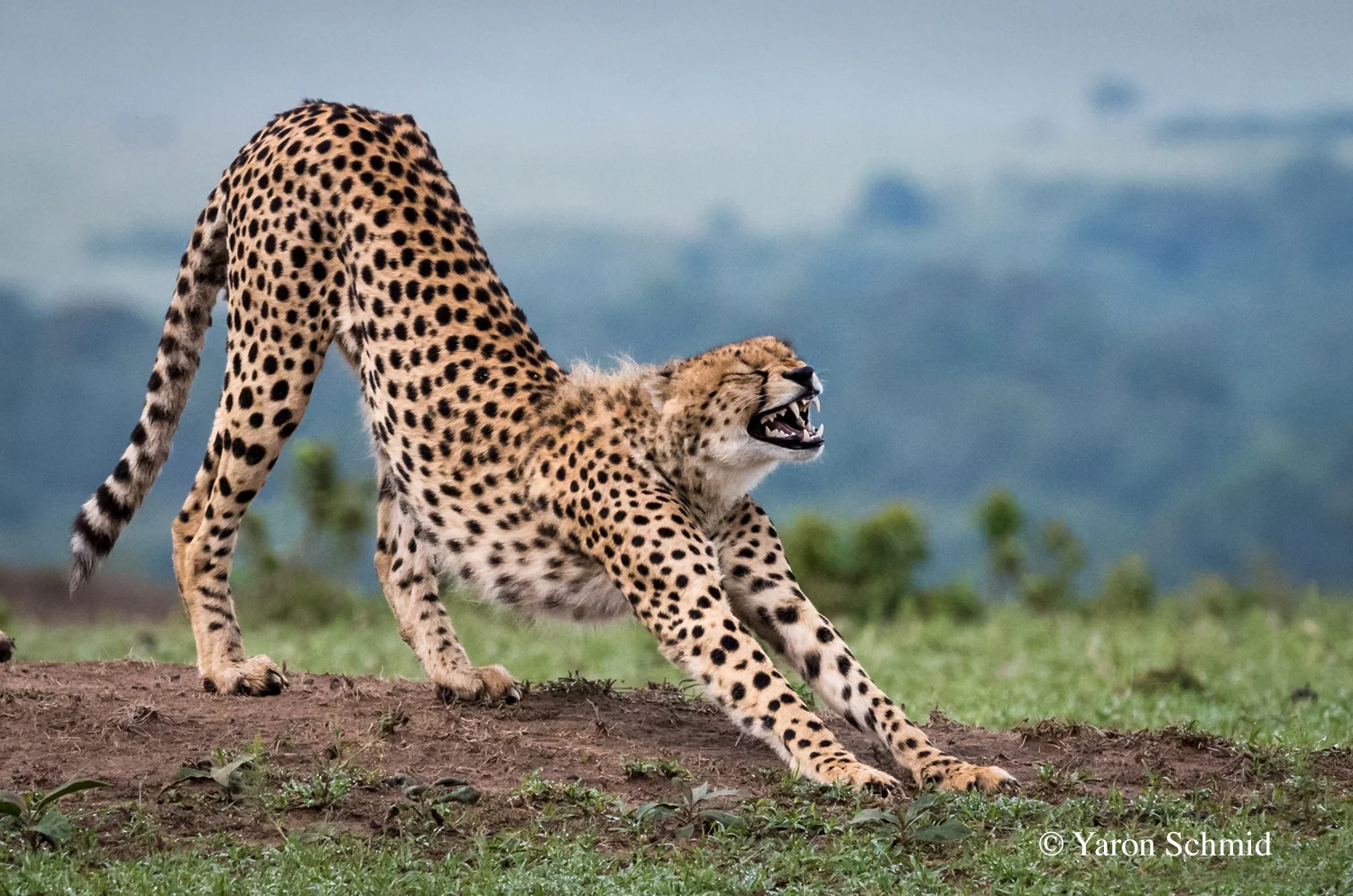 MASAI MARA NATIONAL RESERVE