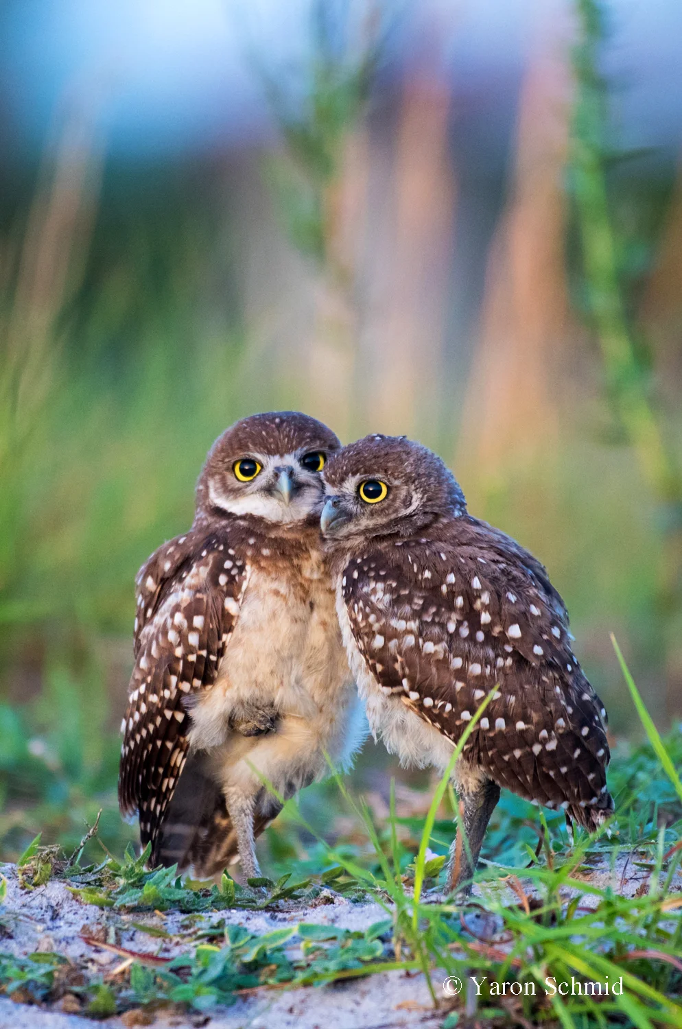 Love Birds