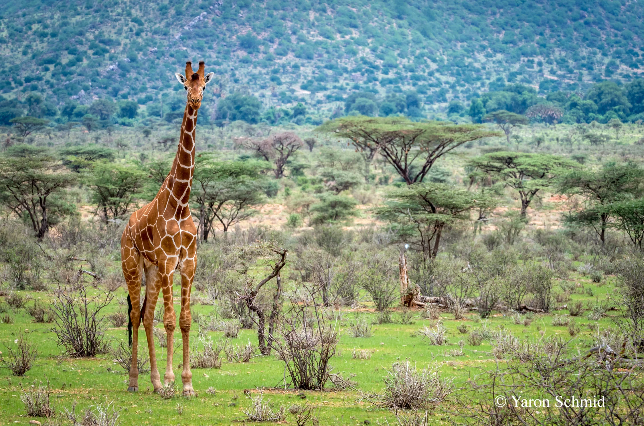 Samburu in Green