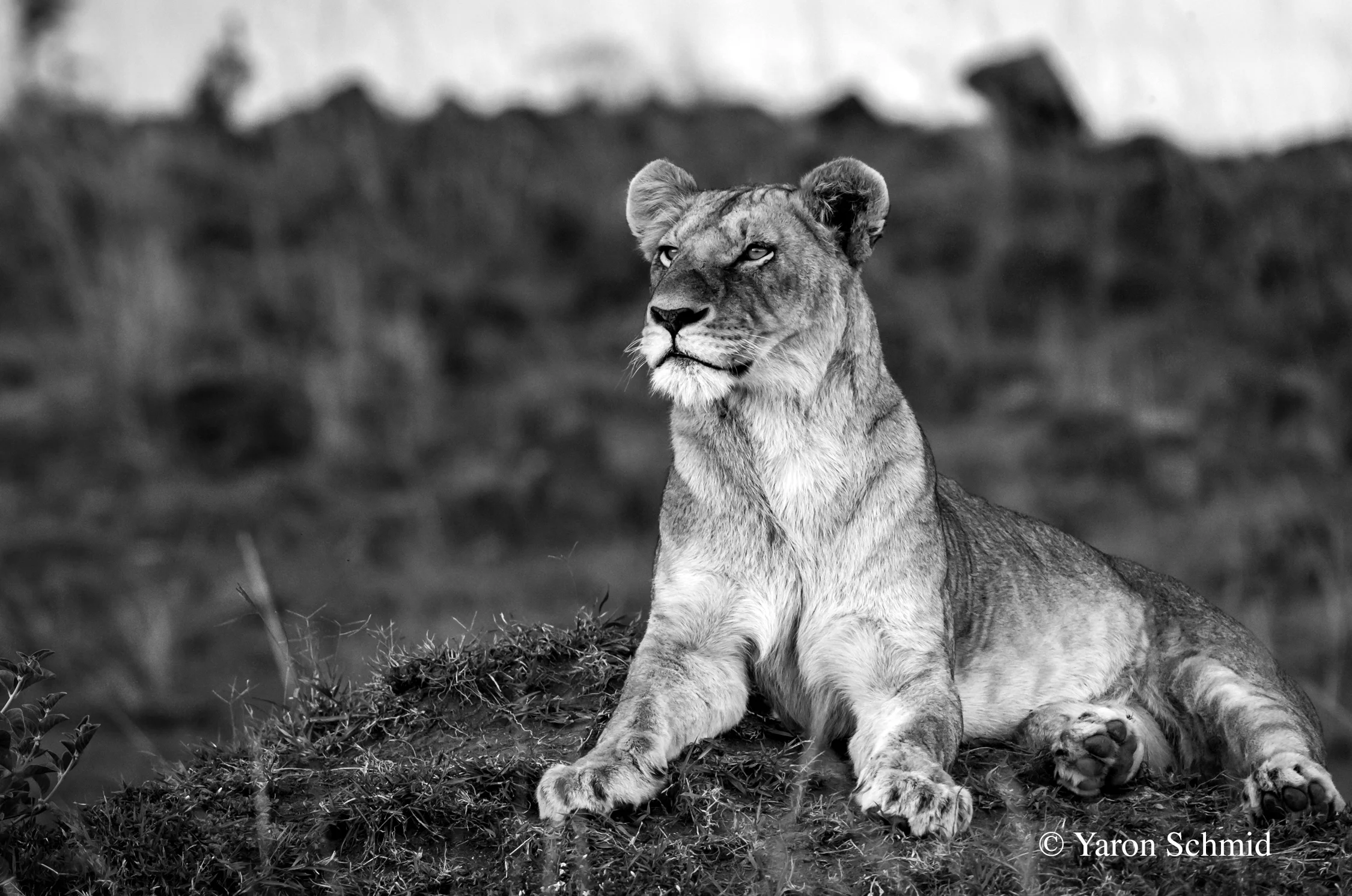 Guarding Beauty (BW)