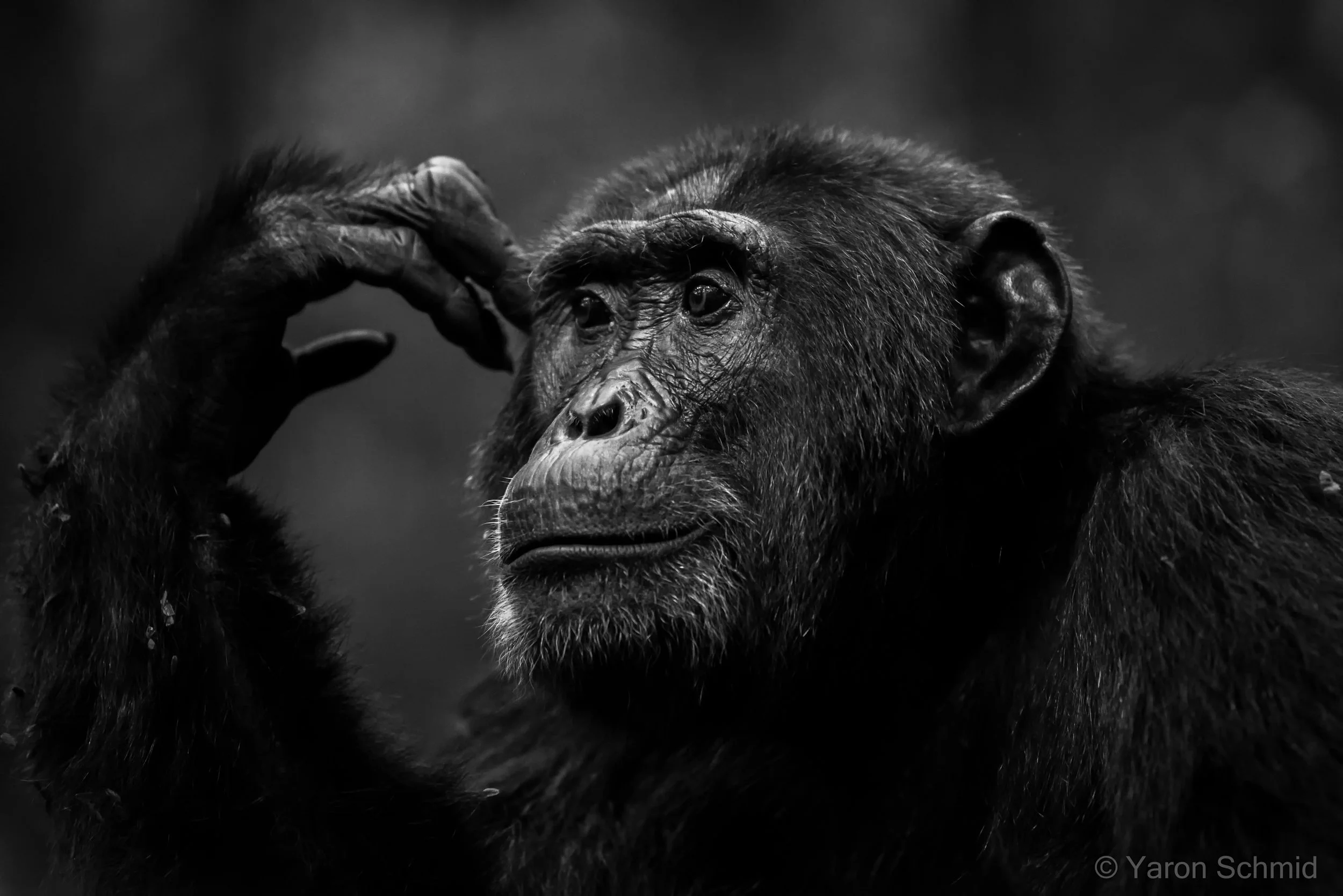 The Thinker