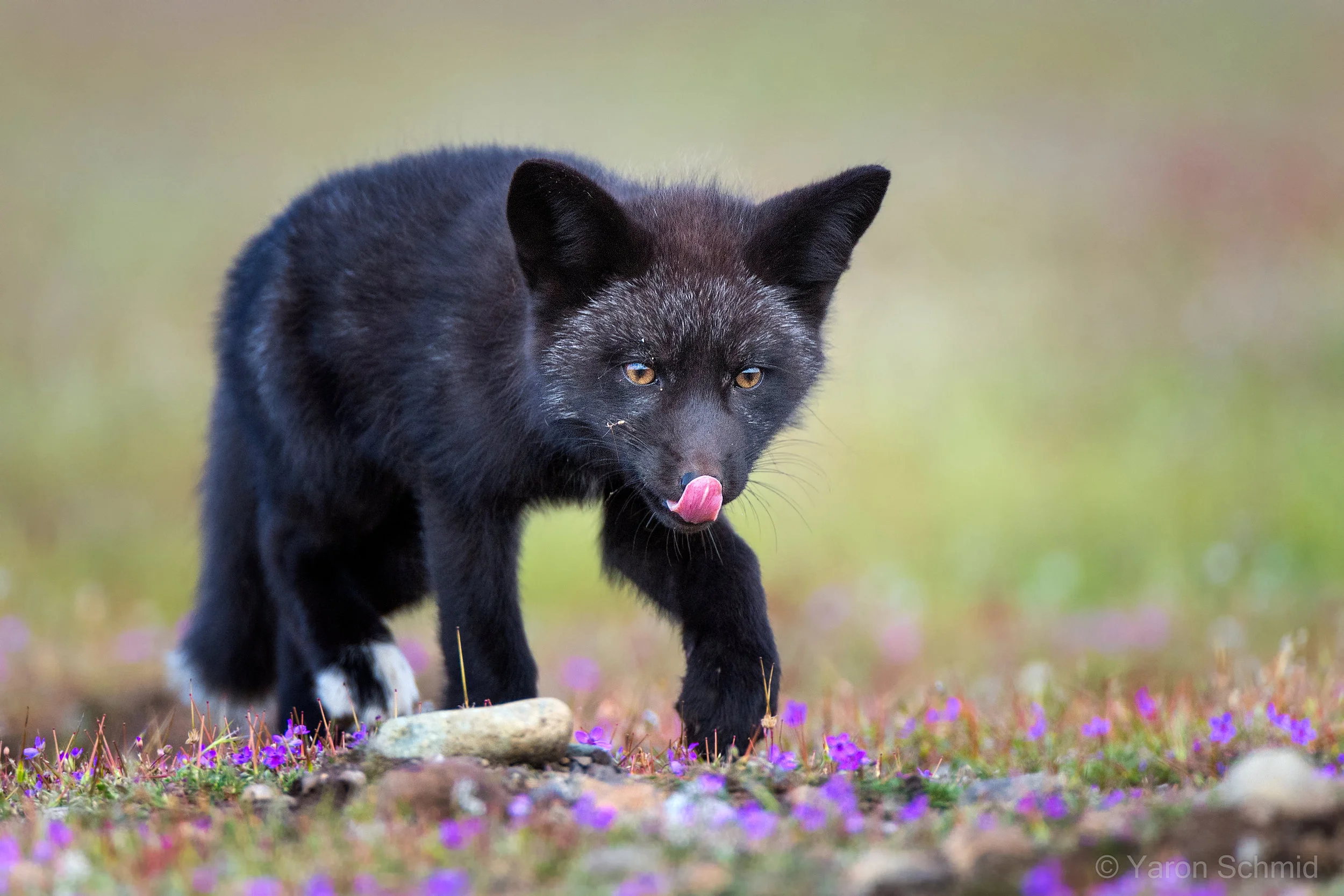 Hungry Fox Kit