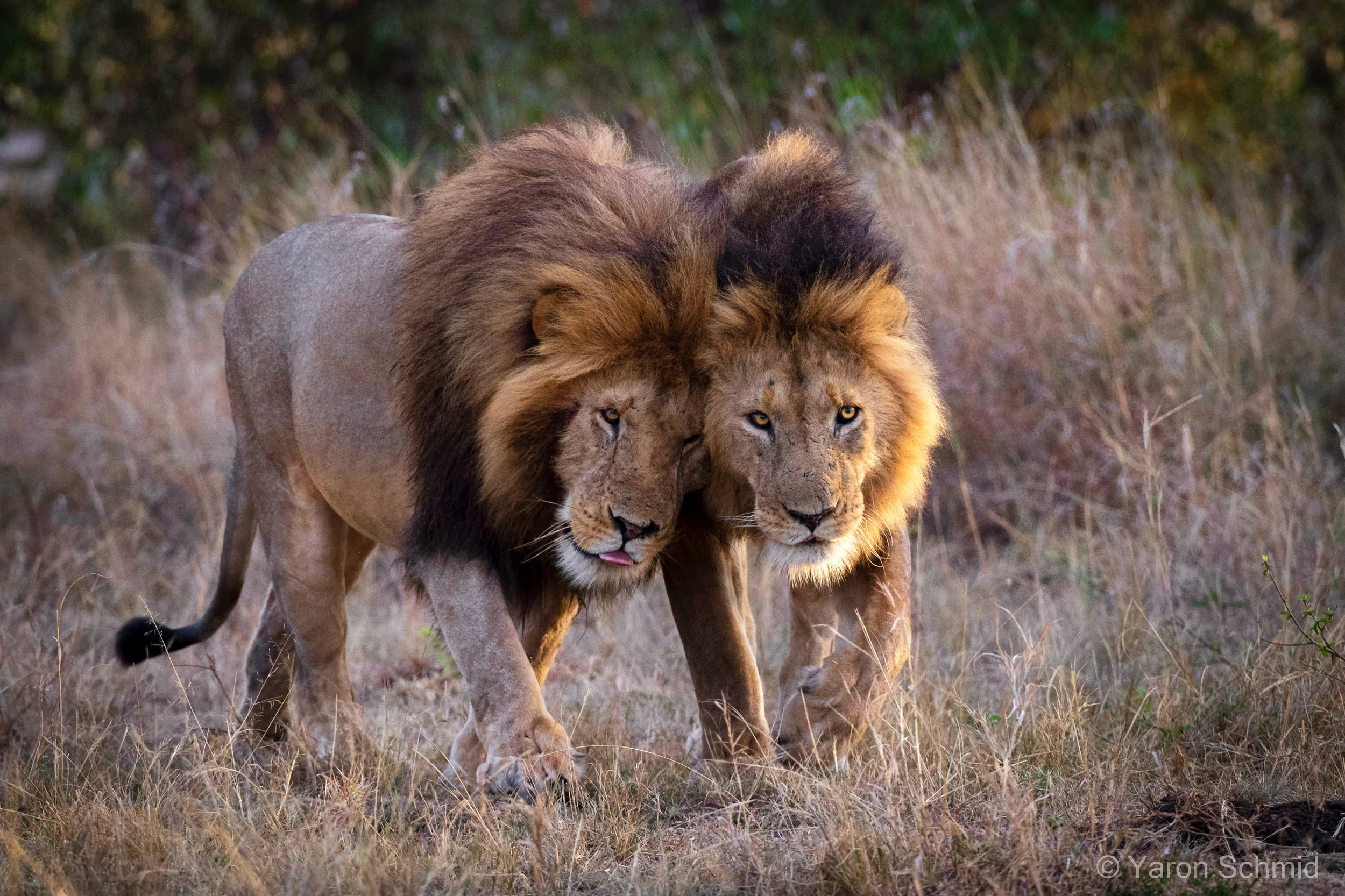 MARA OLARE MOTOROGI CONSERVANCY