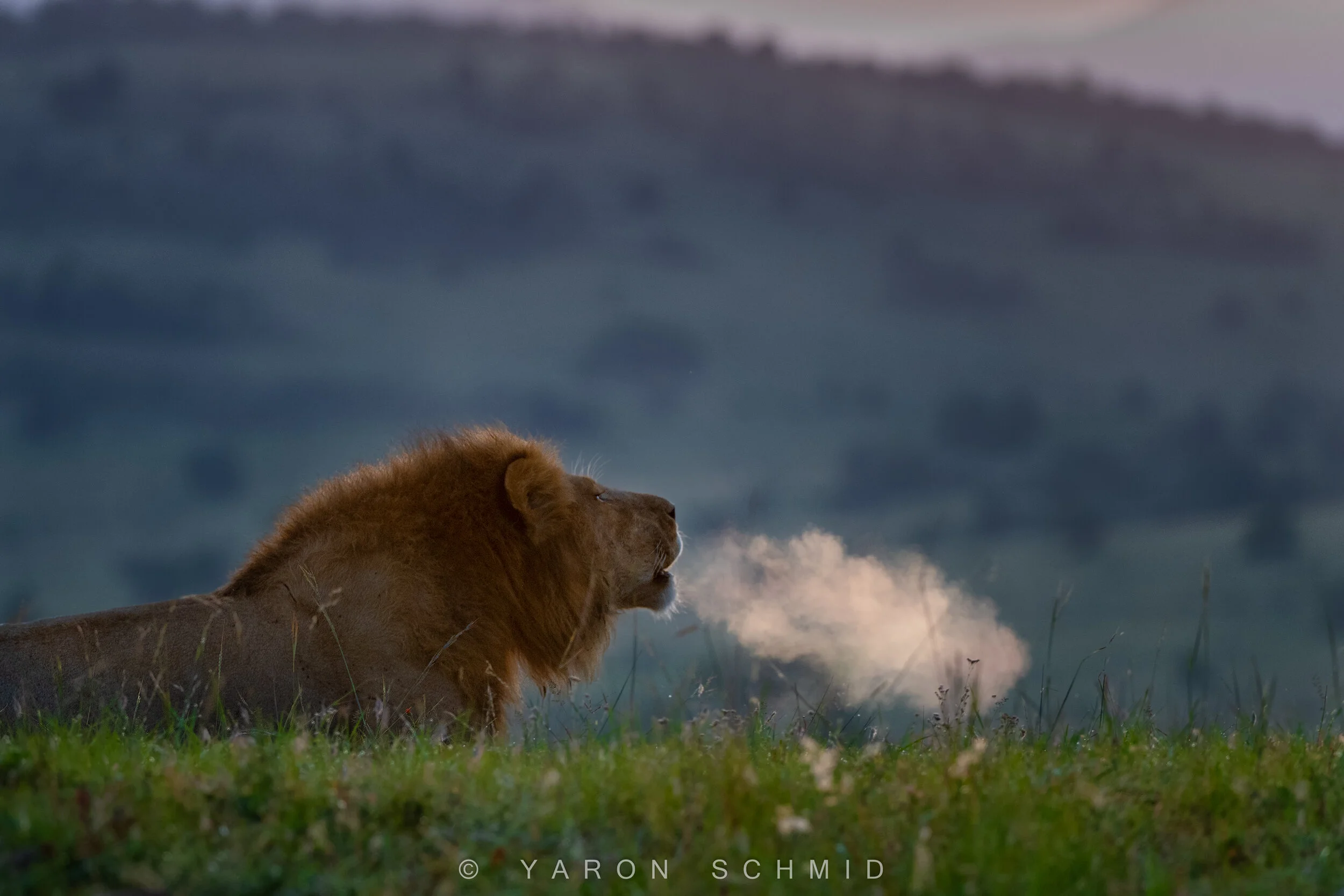 tobacco lion Smoking LIon — YS Wildlife Photography