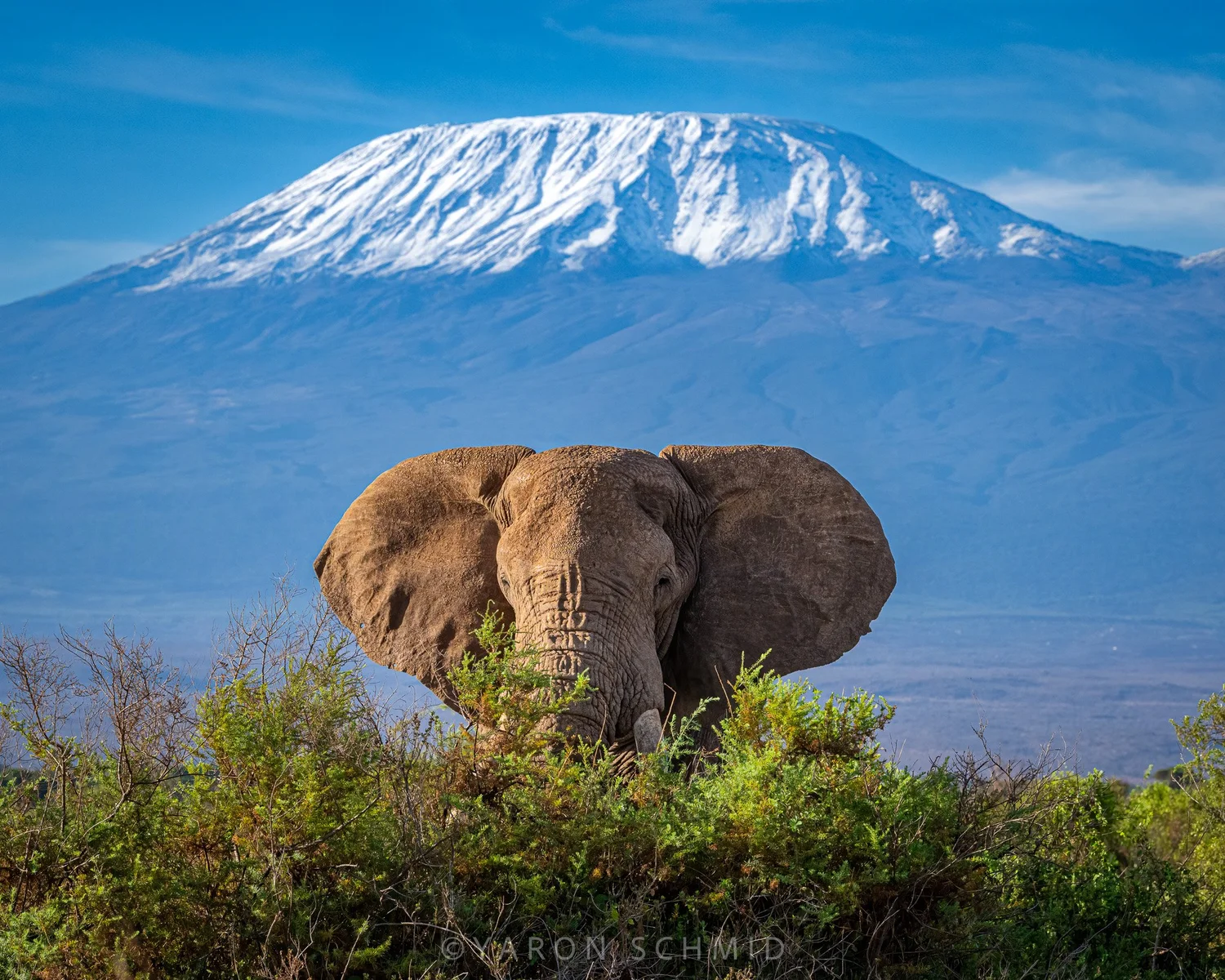 Elephant silhouette against golden sunset sky in Amboseli