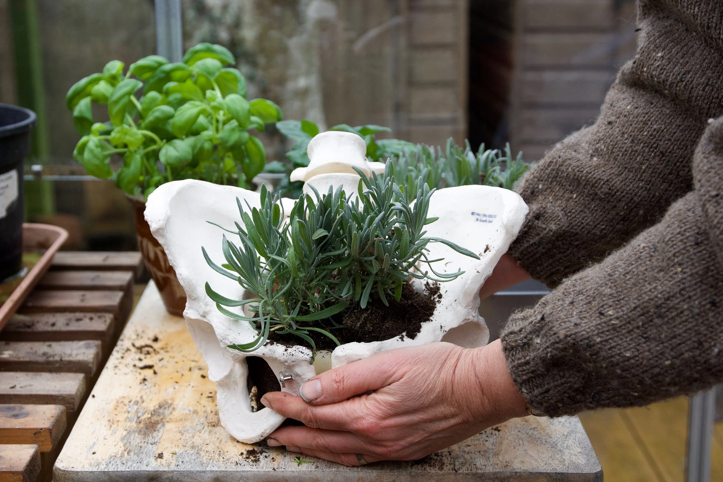 A pretend pelvis being used as a plant pot. Hands are holding the plant.