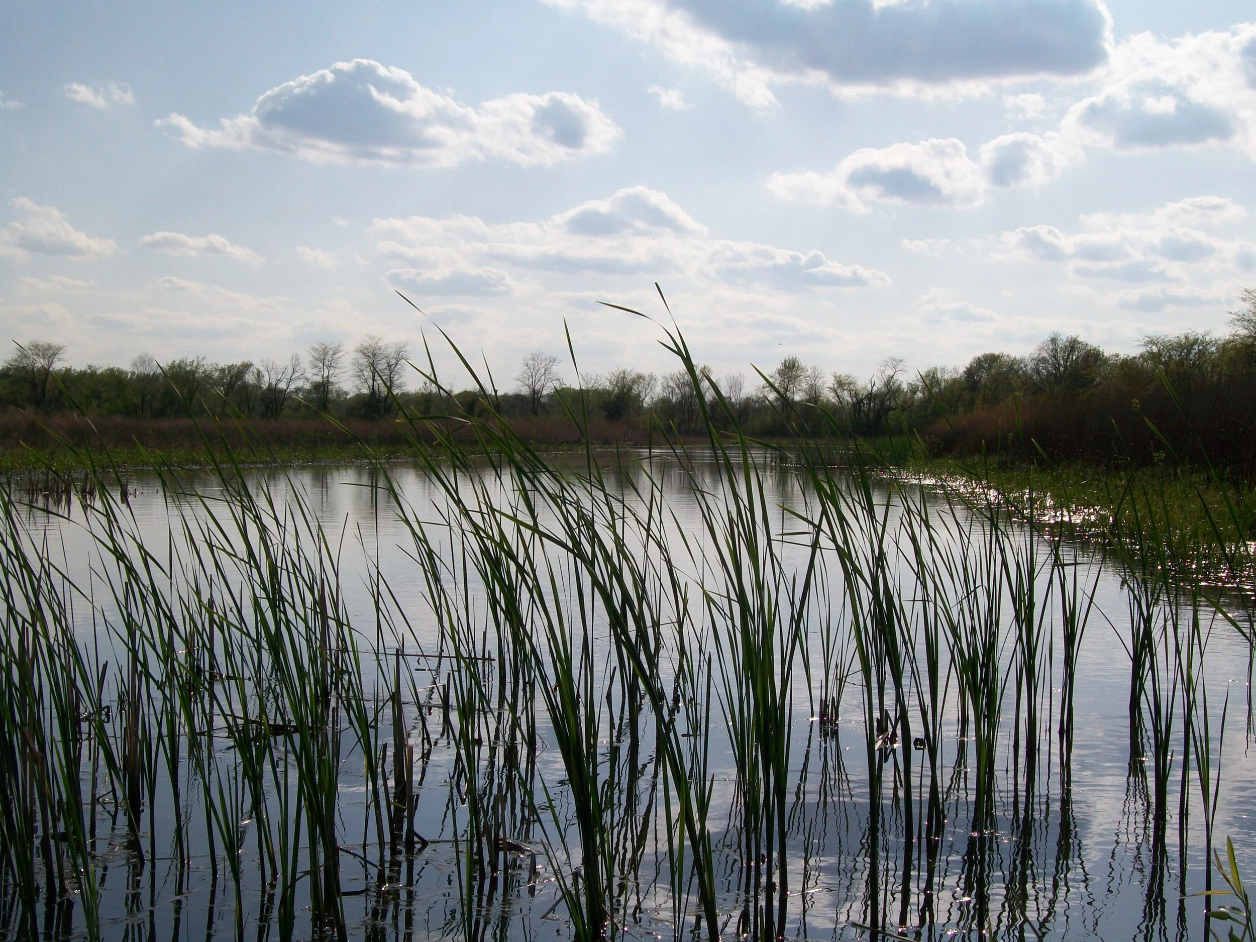 Wetland 1.jpg