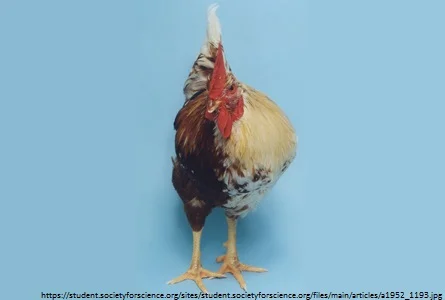 Androgynous people are most confident in their career decision making