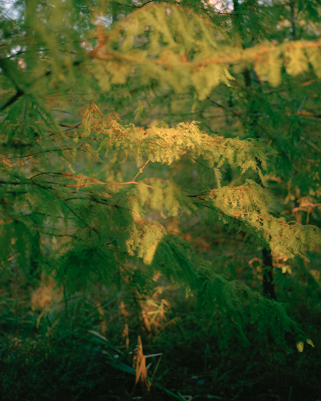 Screen Shot 2020-02-28 at 4.14.11 PM.png