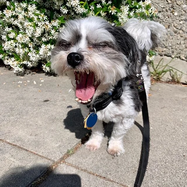 SANTA BARBARA DOG JOG