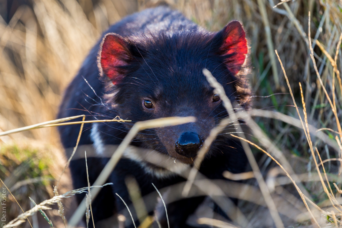 TasmanianDevil-Australia-9622.jpg