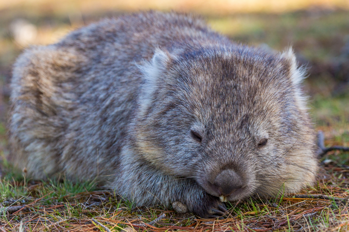 Wombat-Australia-9527.jpg