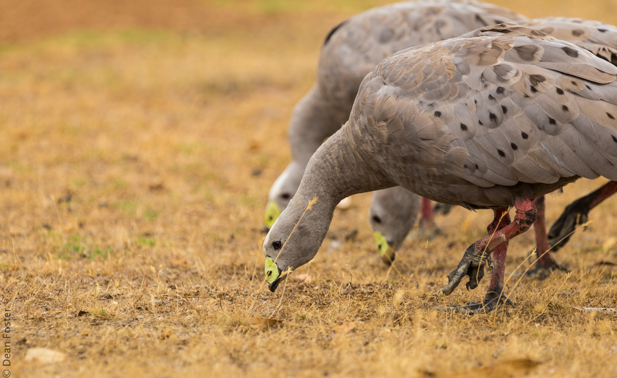 CapeBarrenGoose.jpg